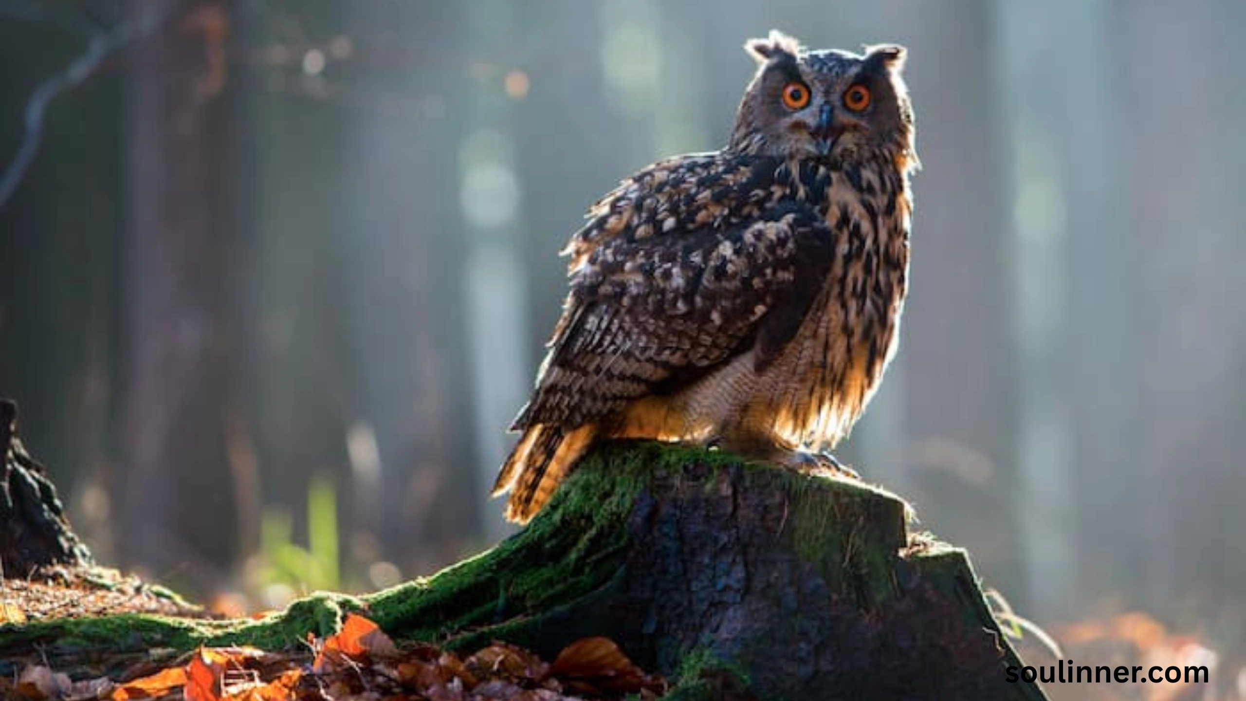 Spiritual Meaning of Seeing an Owl During the Day