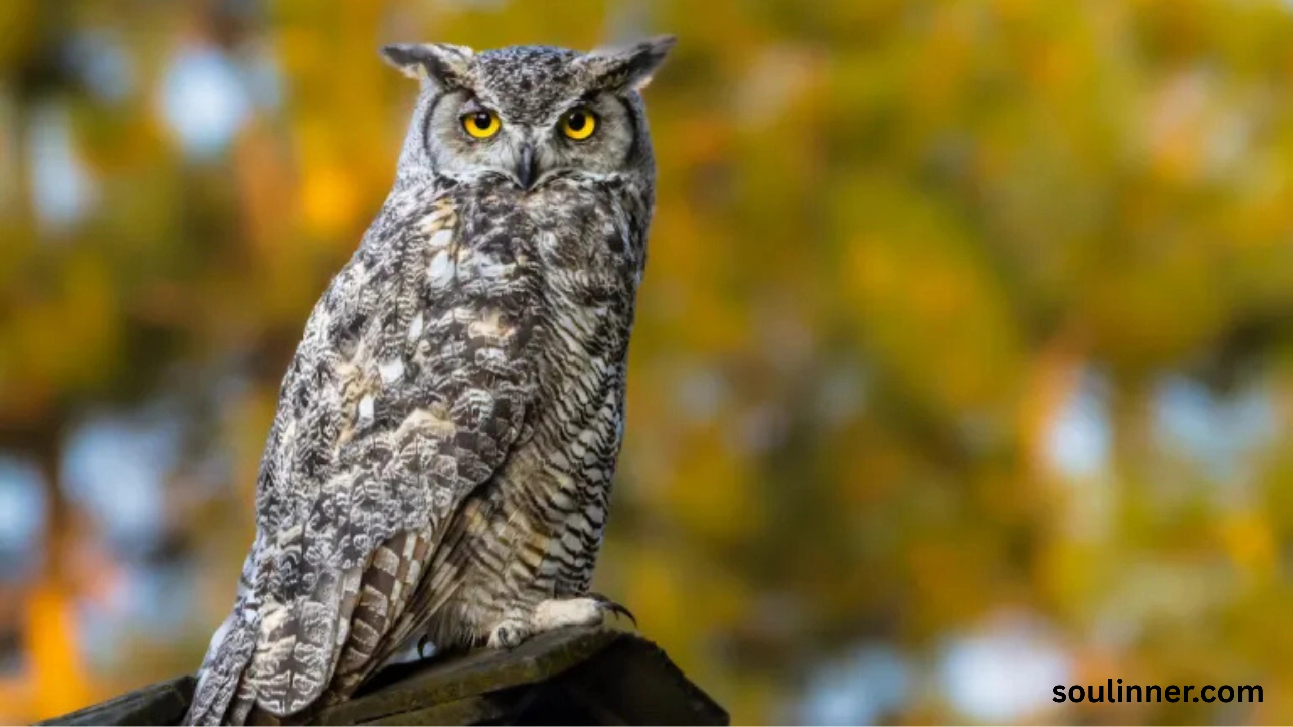 Spiritual Meaning of Seeing an Owl During the Day