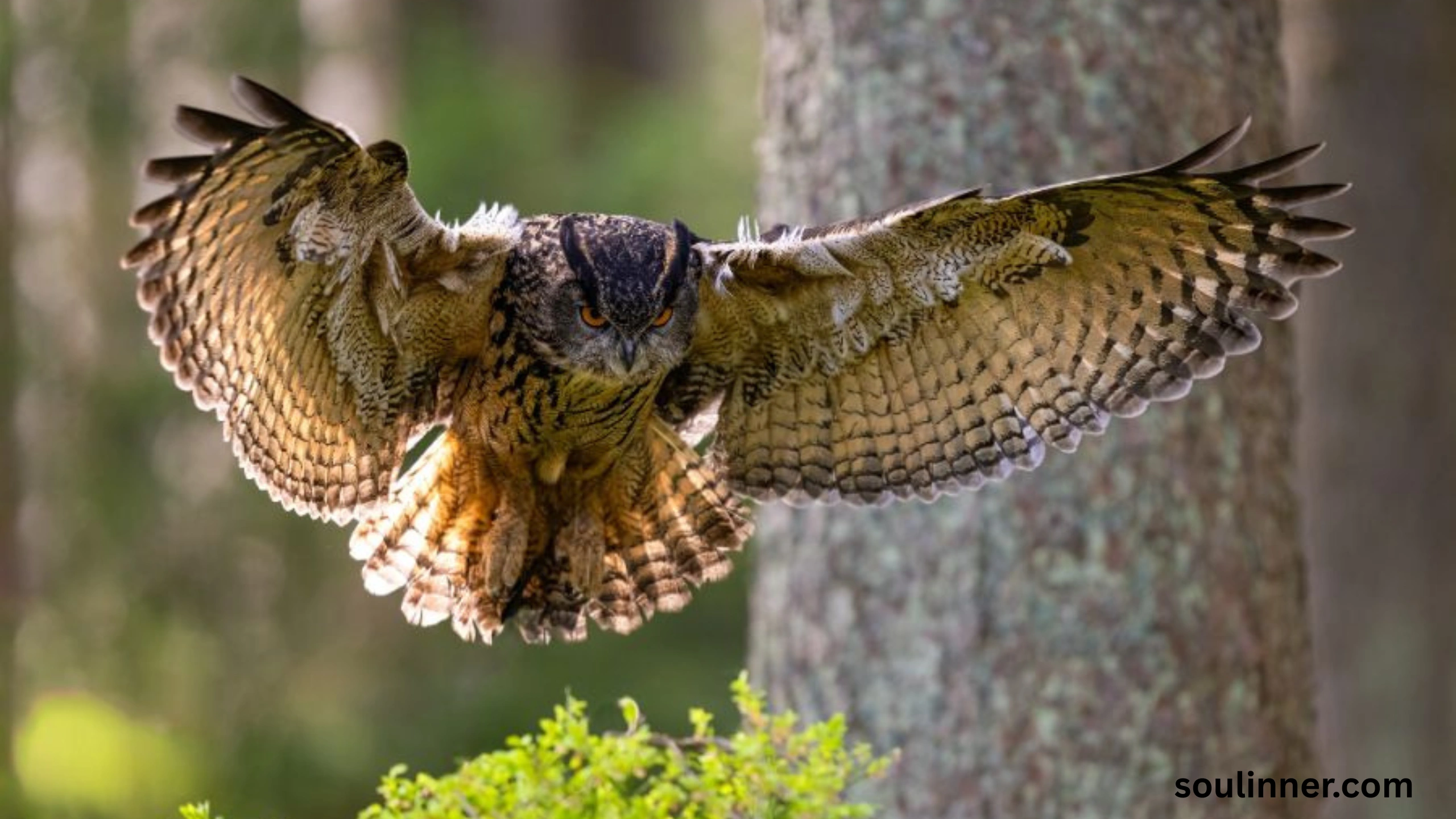 Spiritual Meaning of Seeing an Owl During the Day