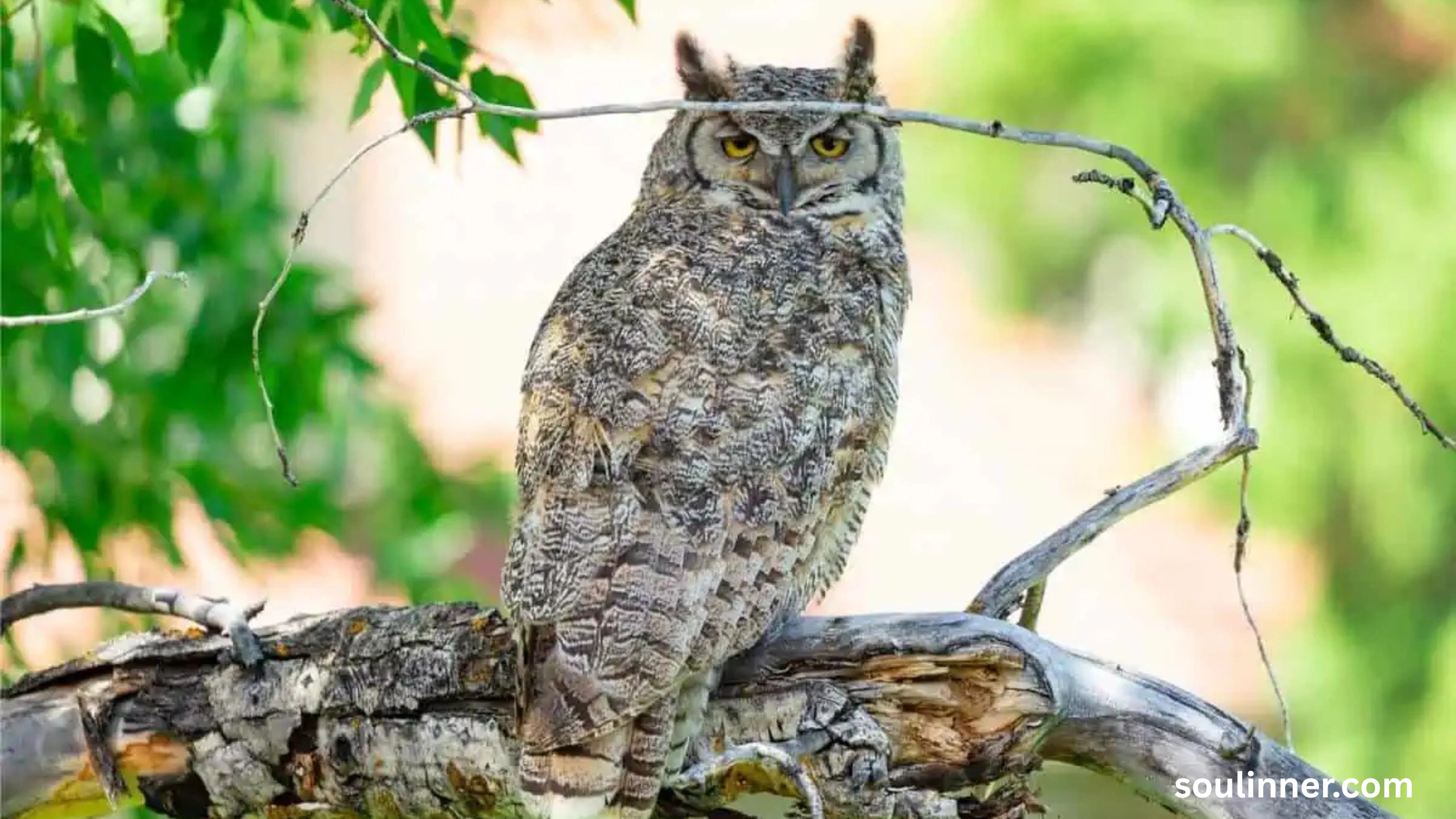 Spiritual Meaning of Seeing an Owl During the Day