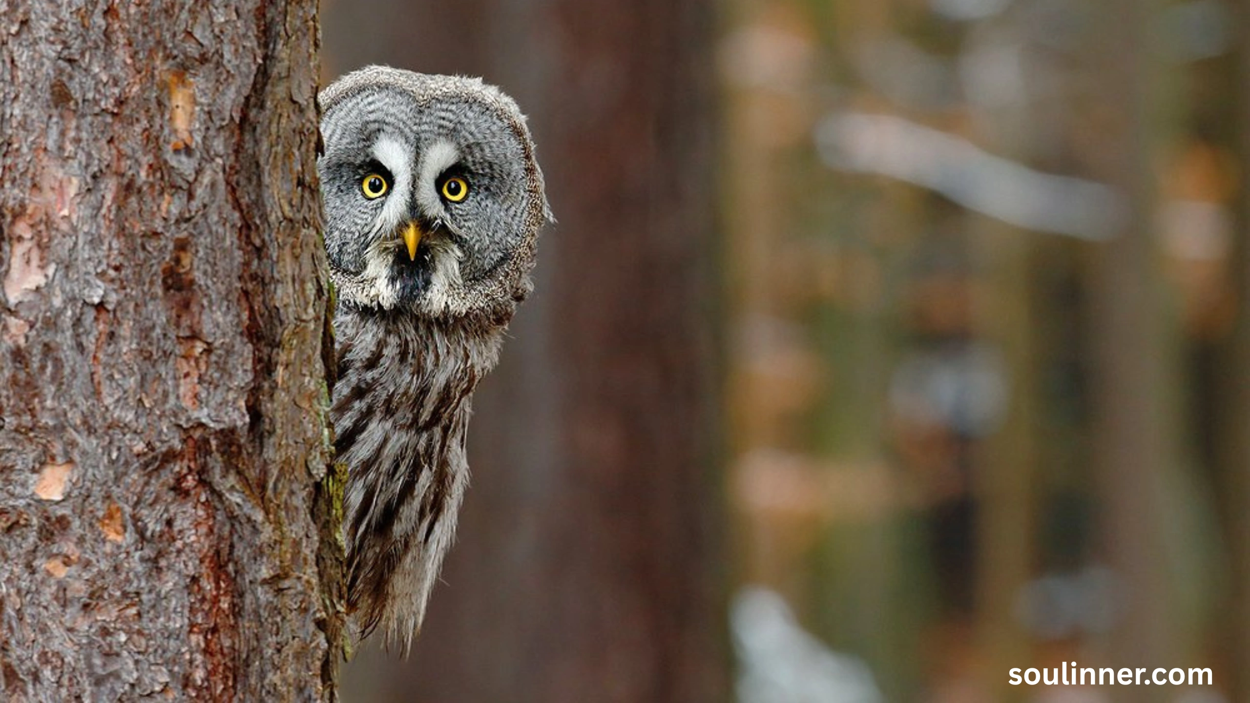 Spiritual Meaning of Seeing an Owl During the Day