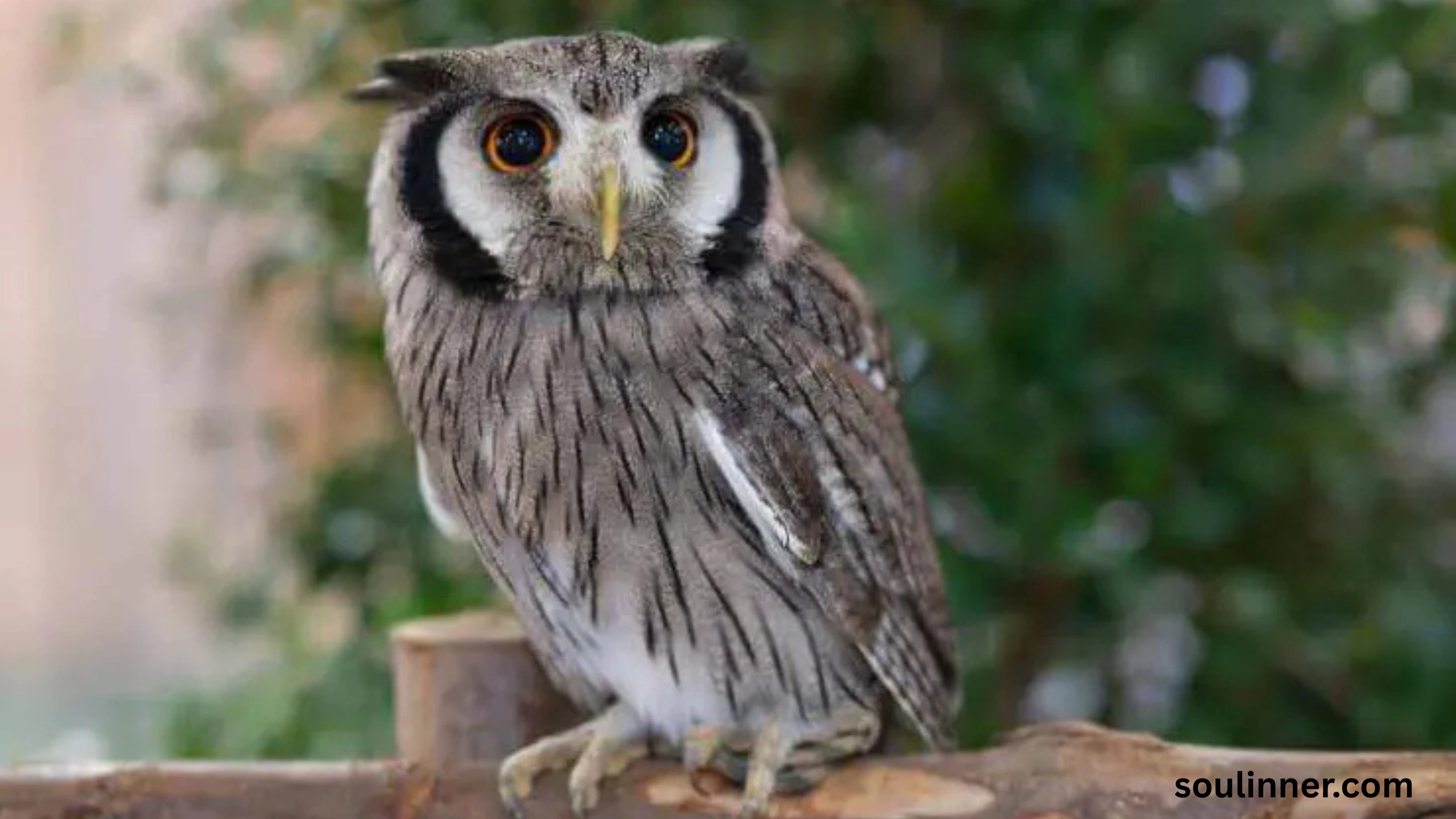 Spiritual Meaning of Seeing an Owl During the Day