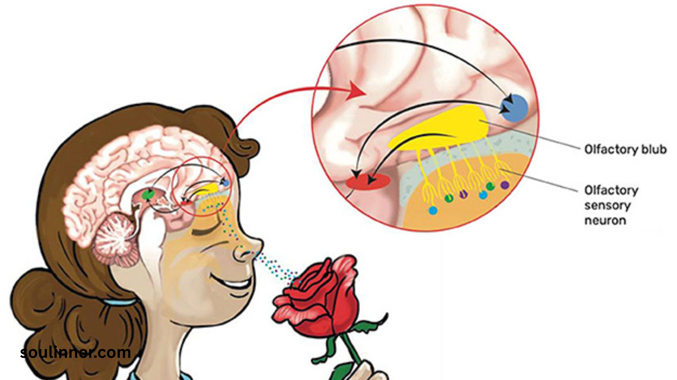  Spiritual Meaning of Smelling Urine
