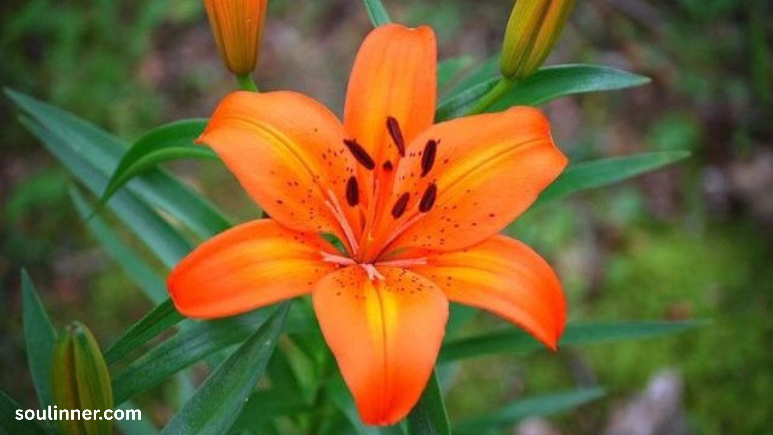 Spiritual Meaning of Tiger Lily