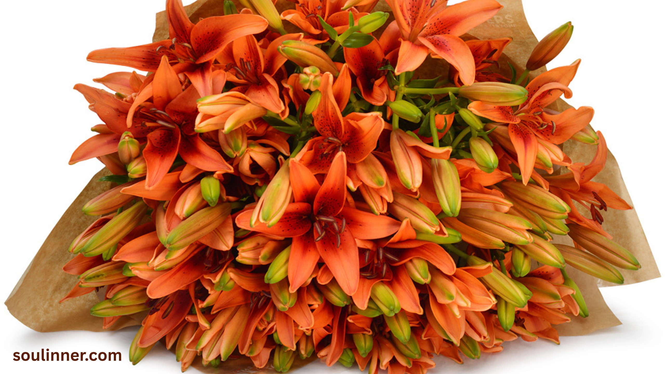 Spiritual Meaning of Tiger Lily