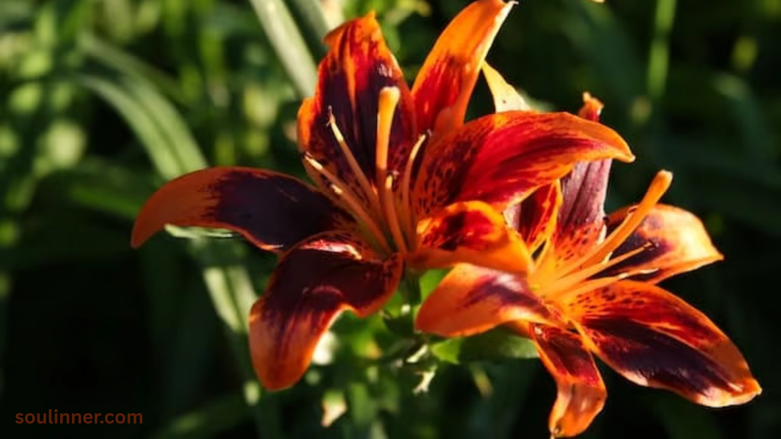 Spiritual Meaning of Tiger Lily