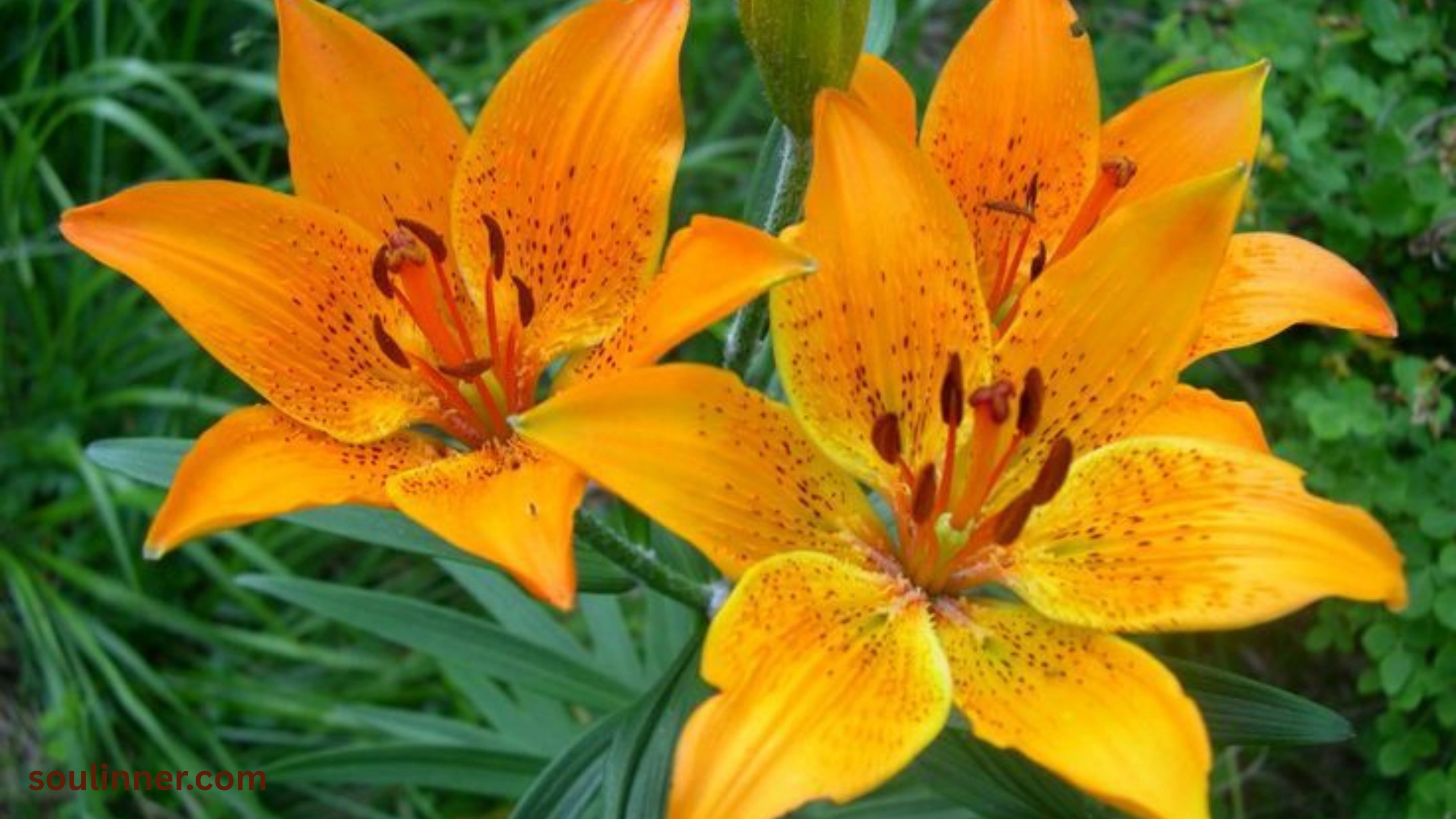 Spiritual Meaning of Tiger Lily