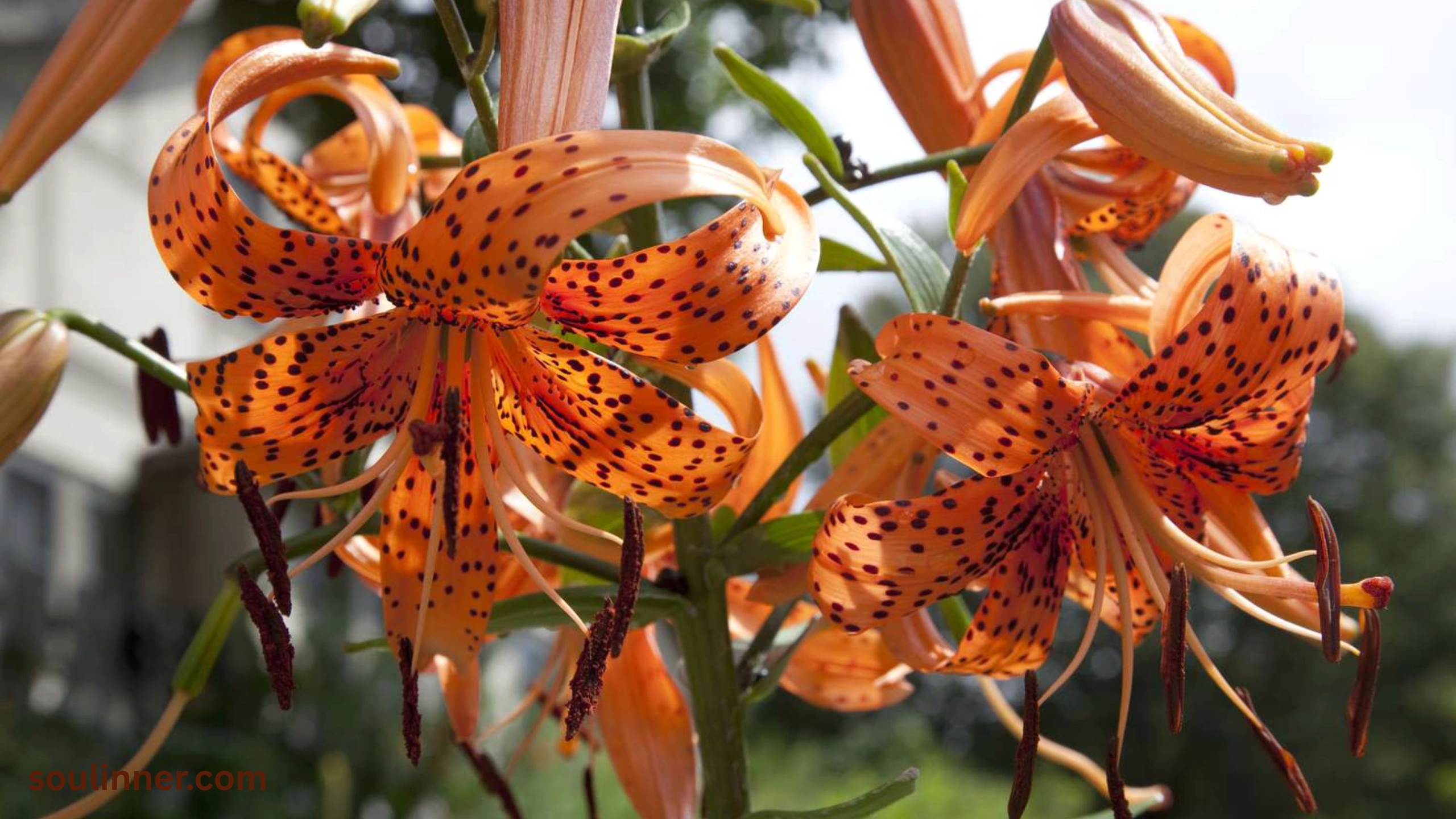 Spiritual Meaning of Tiger Lily