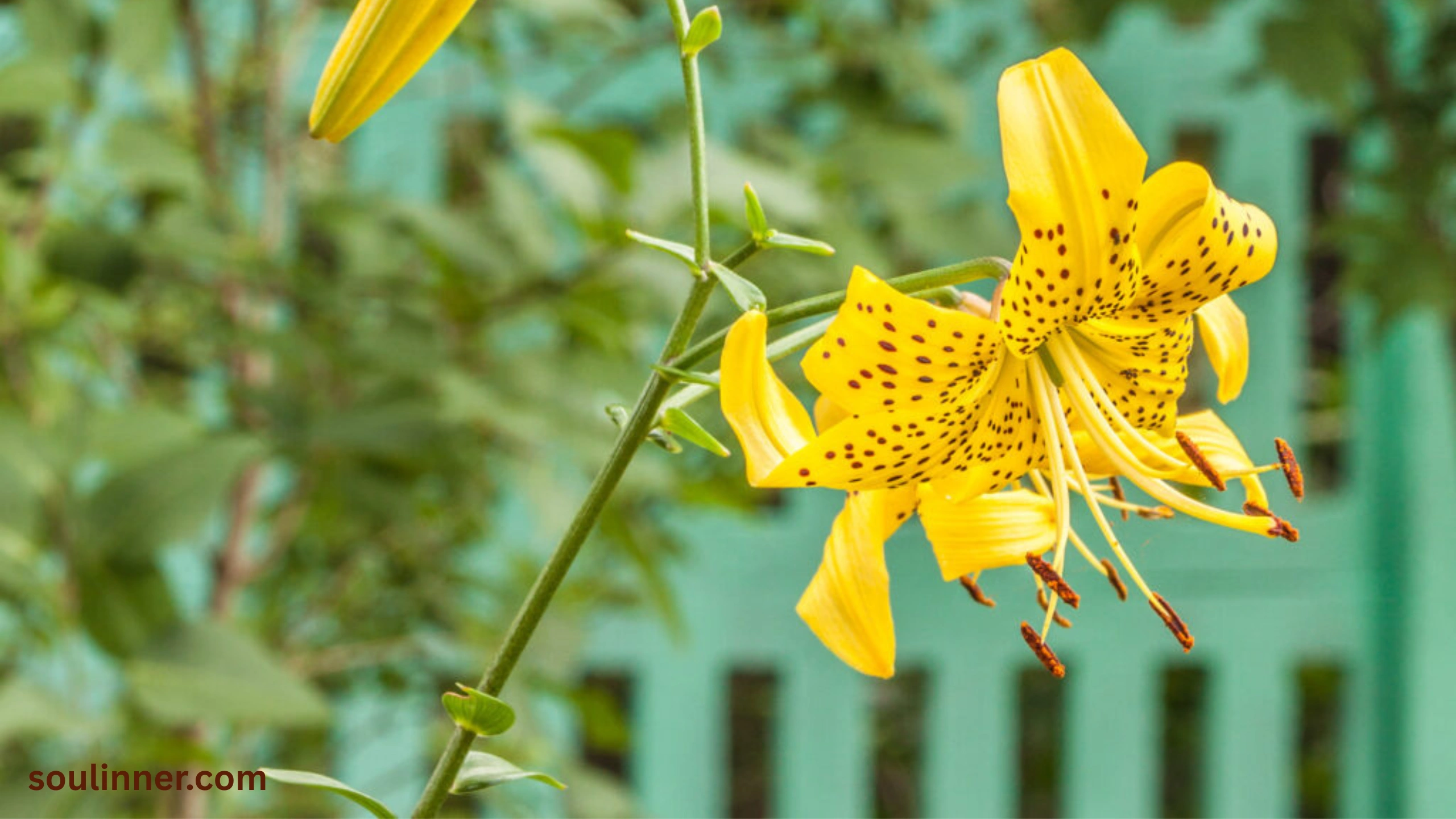 Spiritual Meaning of Tiger Lily