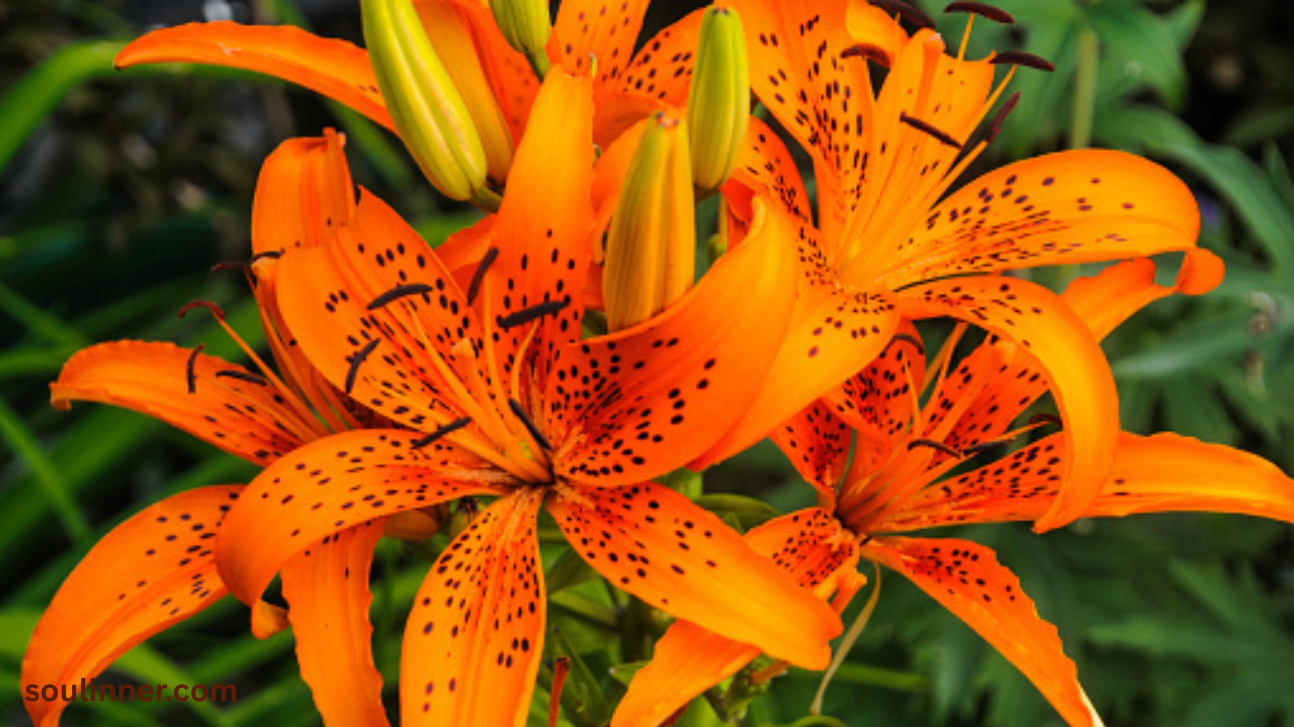 Spiritual Meaning of Tiger Lily