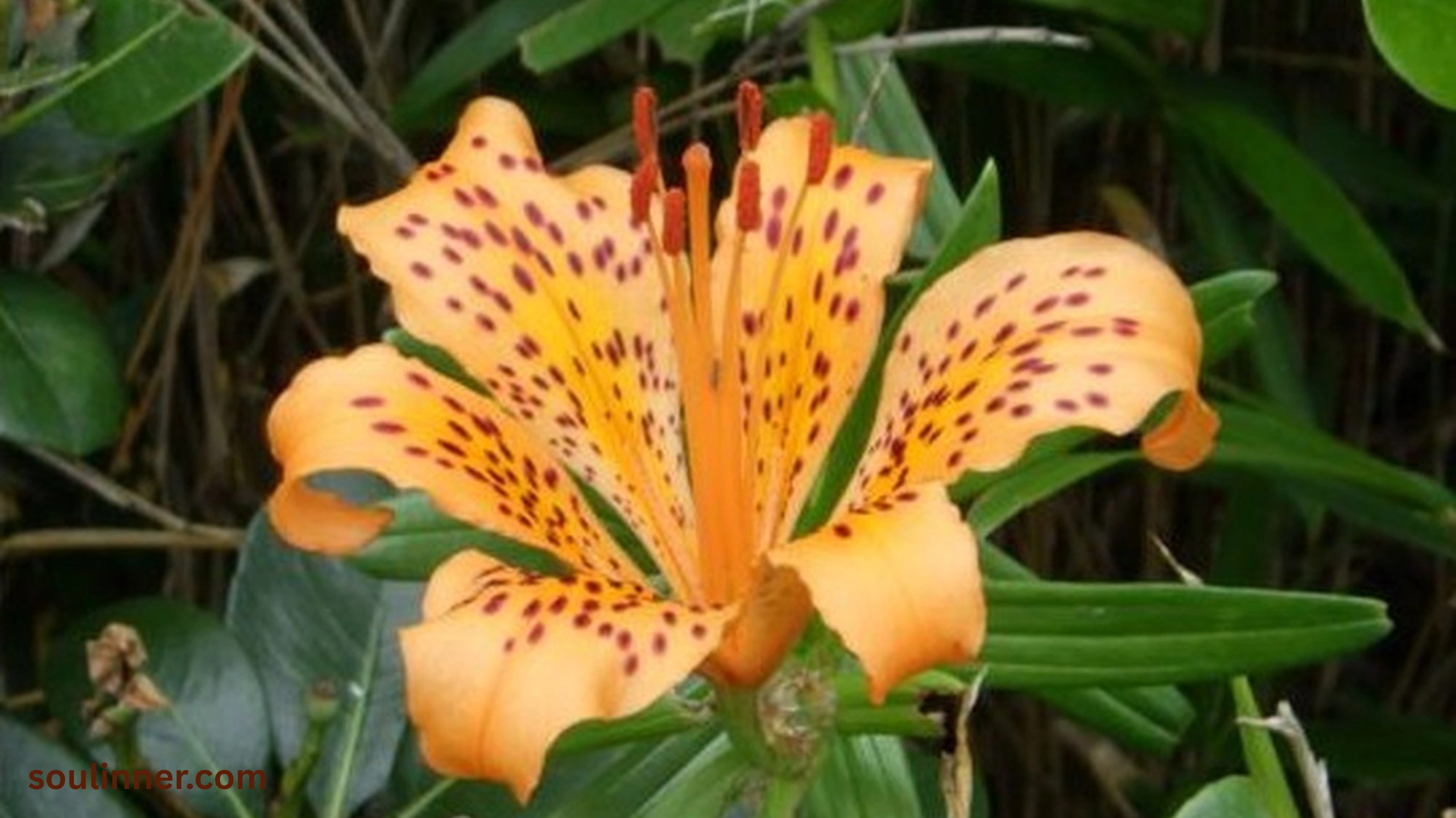 Spiritual Meaning of Tiger Lily