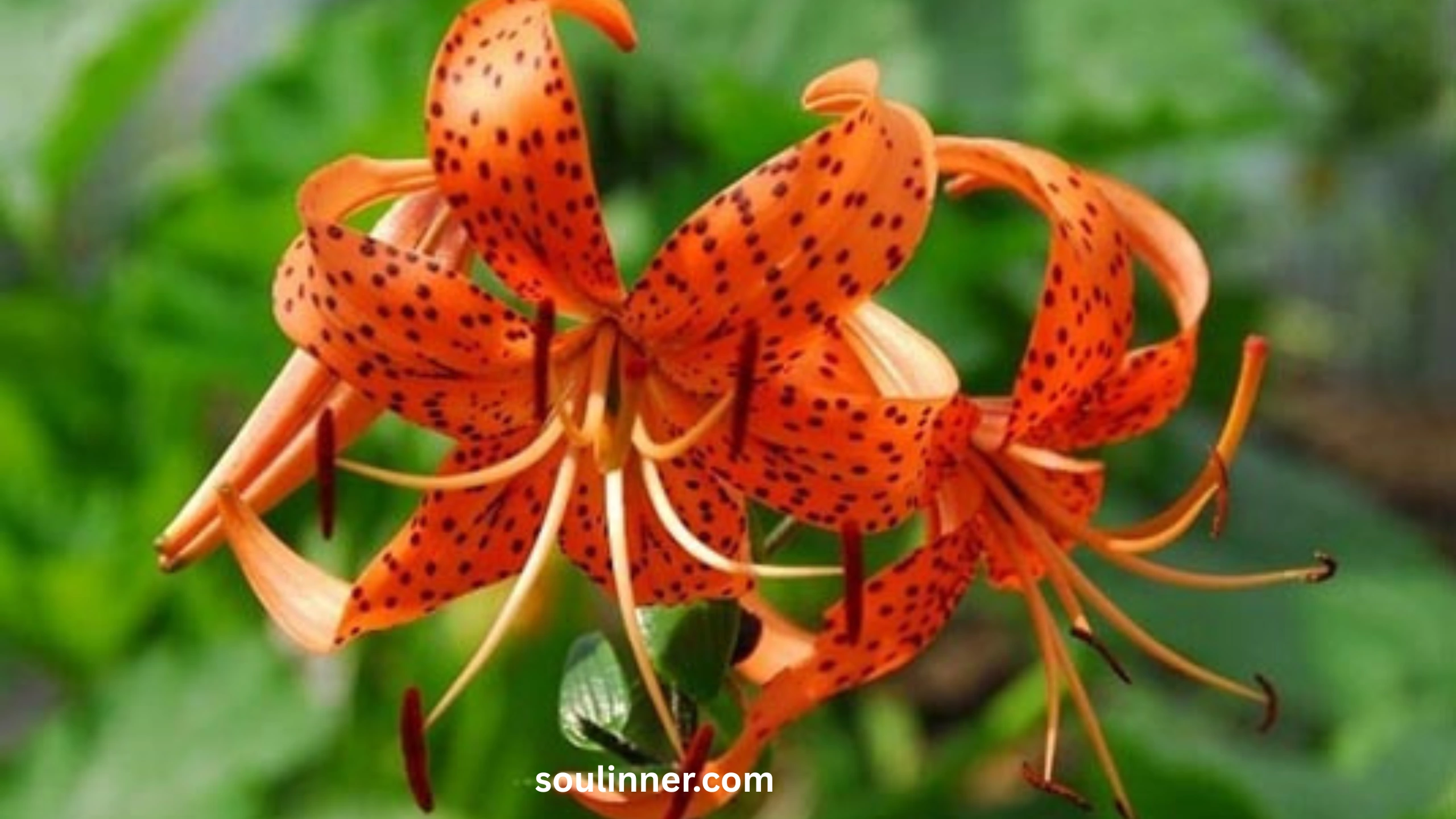 Spiritual Meaning of Tiger Lily