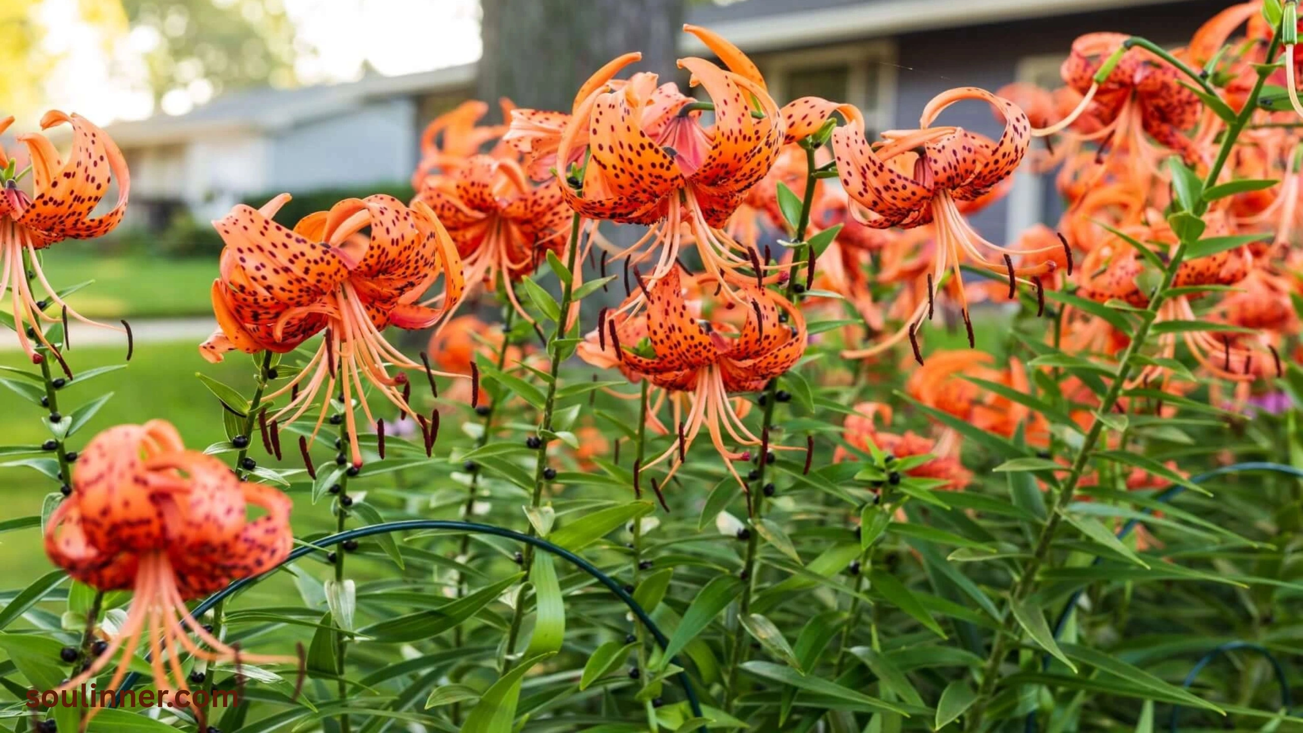 Spiritual Meaning of Tiger Lily