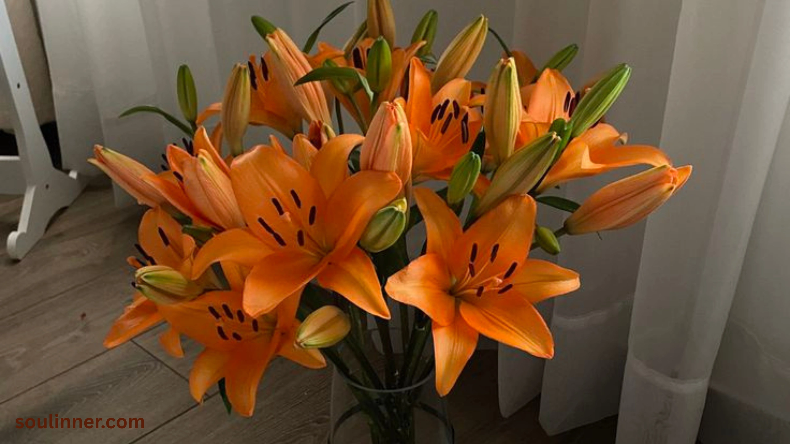 Spiritual Meaning of Tiger Lily