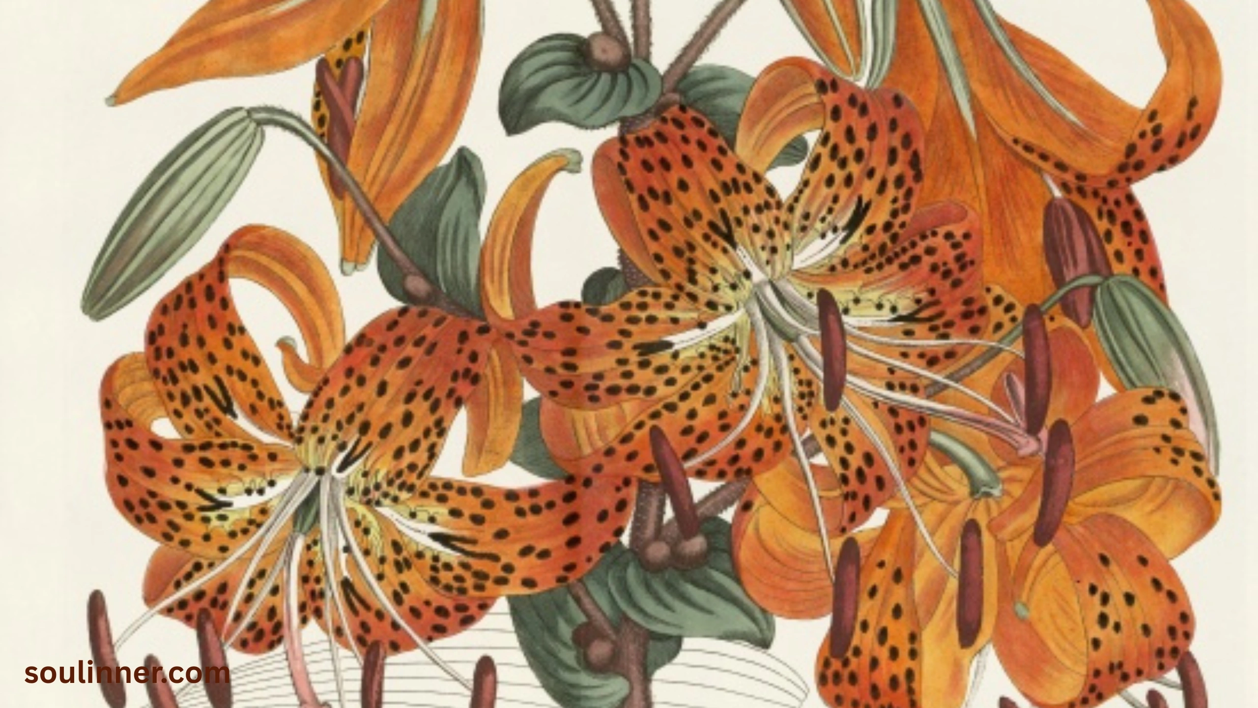 Spiritual Meaning of Tiger Lily