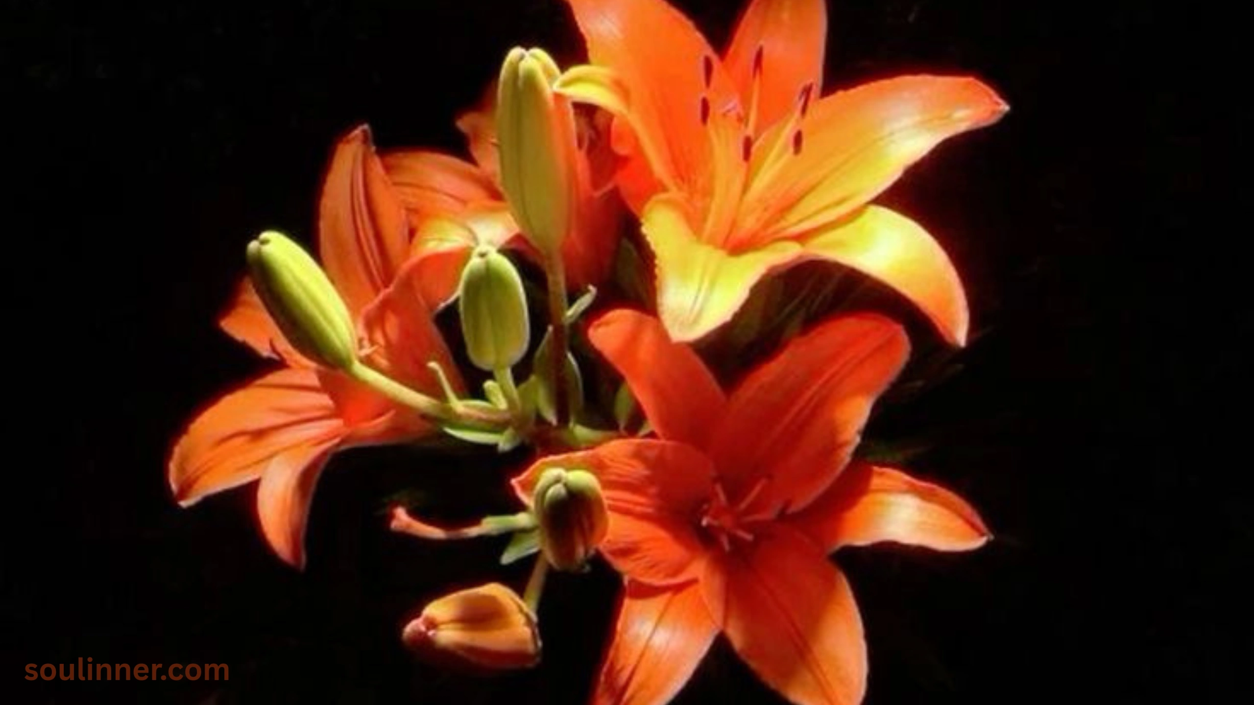 Spiritual Meaning of Tiger Lily
