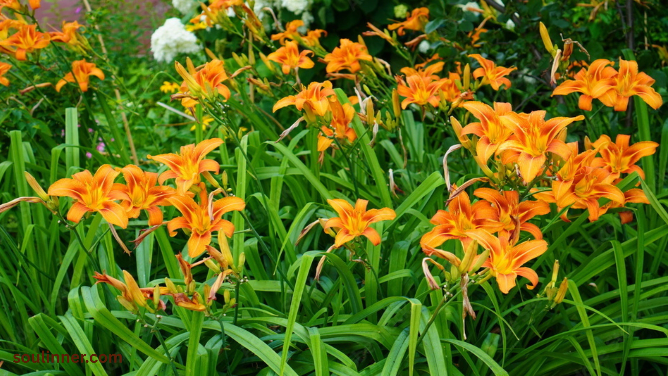 Spiritual Meaning of Tiger Lily