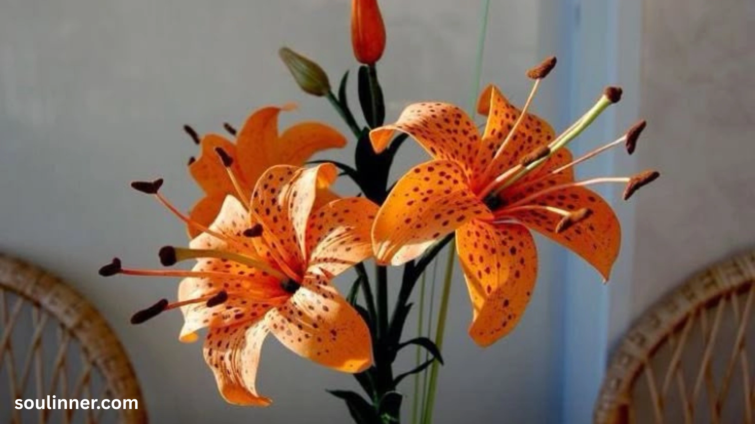 Spiritual Meaning of Tiger Lily