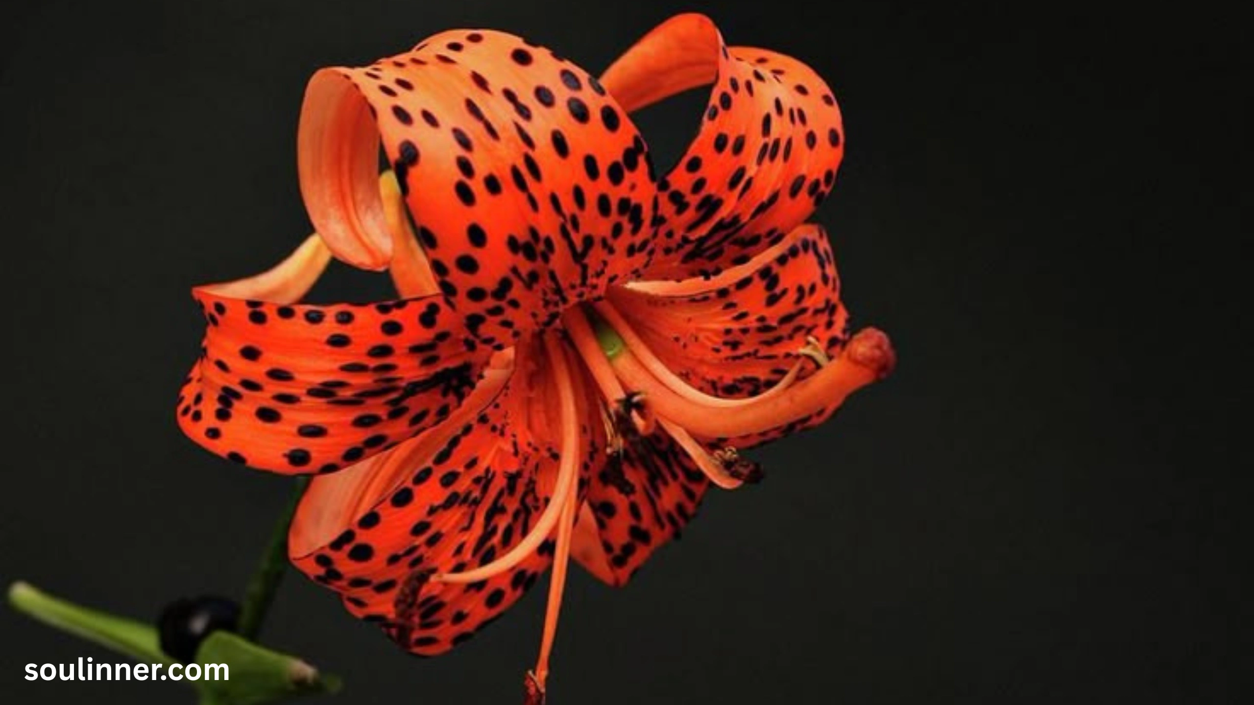 Spiritual Meaning of Tiger Lily