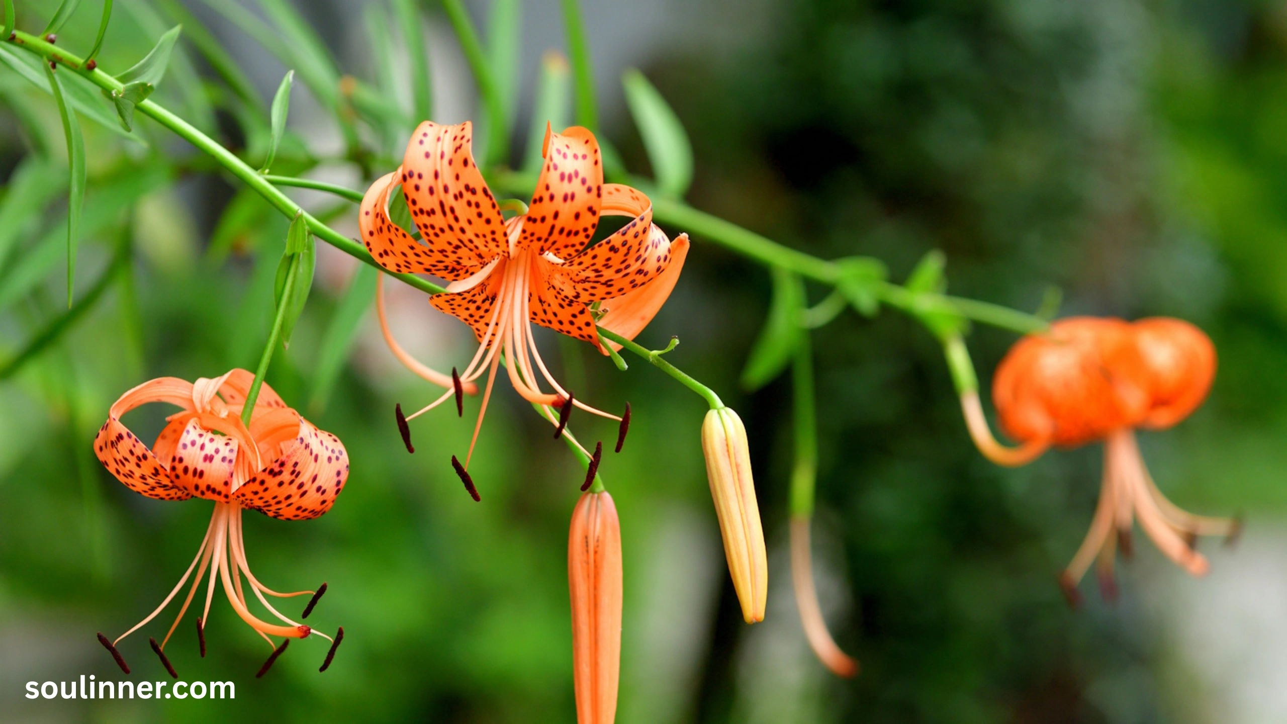 Spiritual Meaning of Tiger Lily