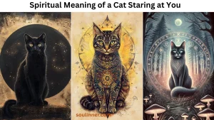 Spiritual Meaning of a Cat Staring at You