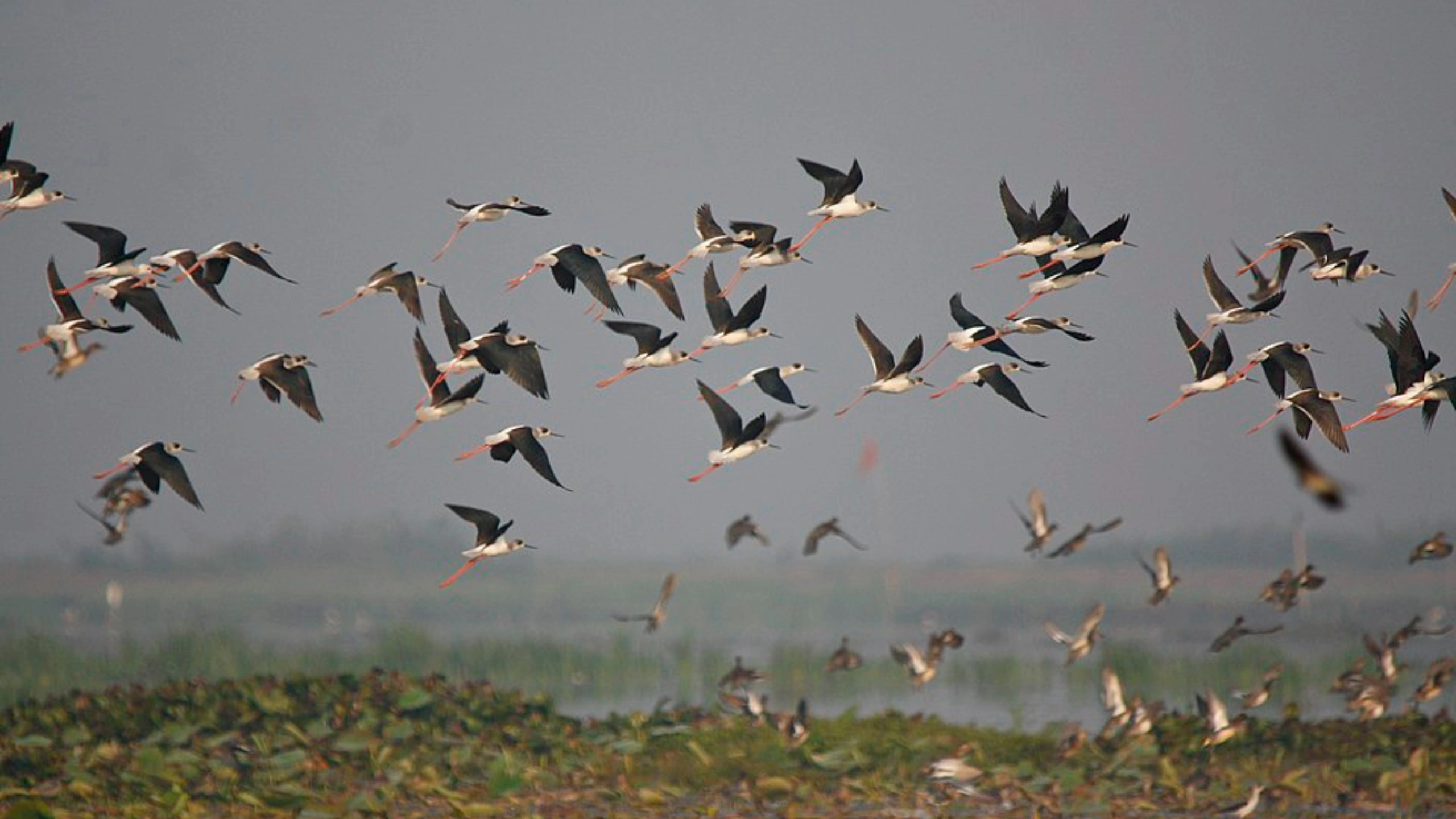 Spiritual Meaning of a Flock of Birds