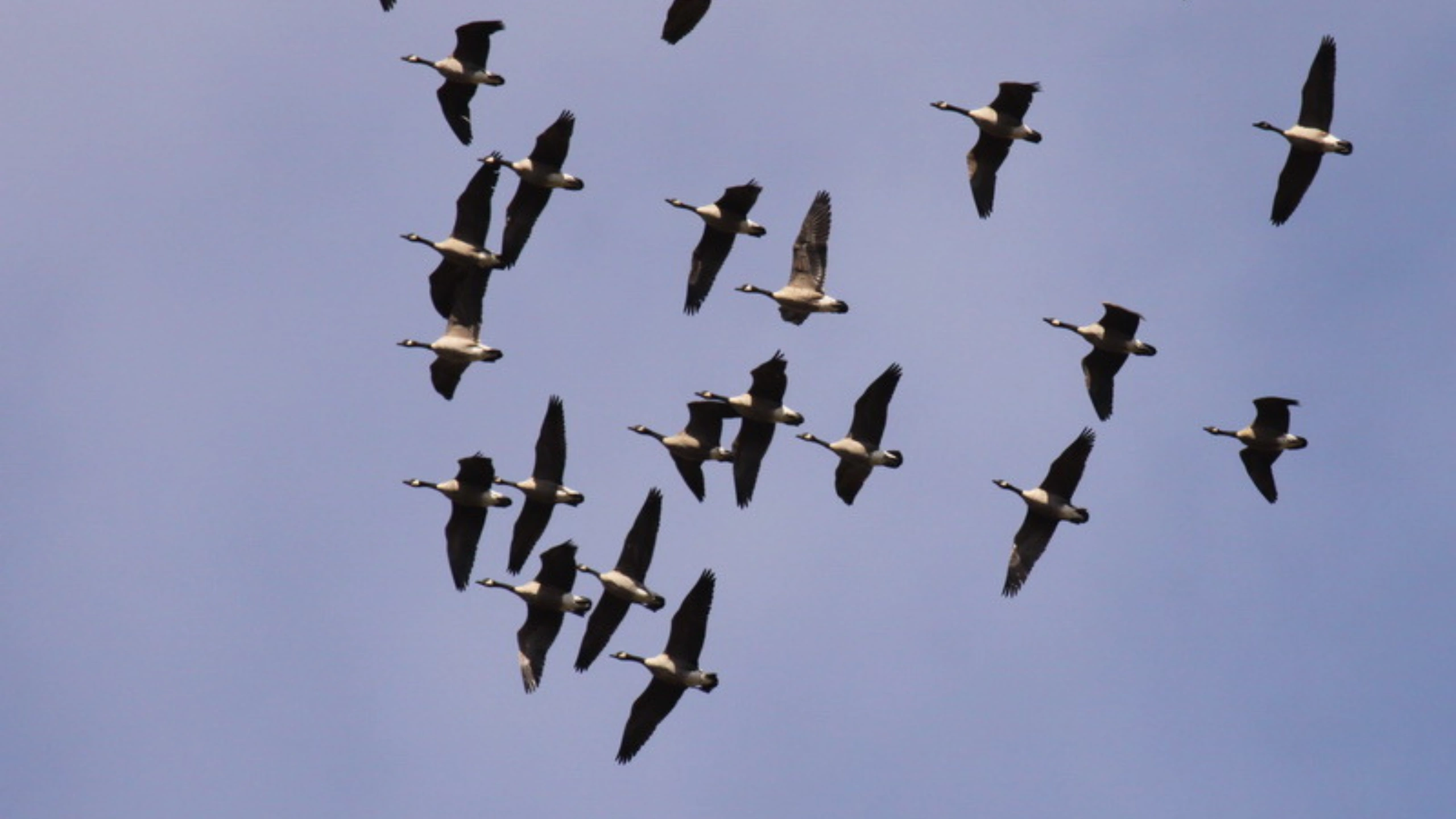 Spiritual Meaning of a Flock of Birds