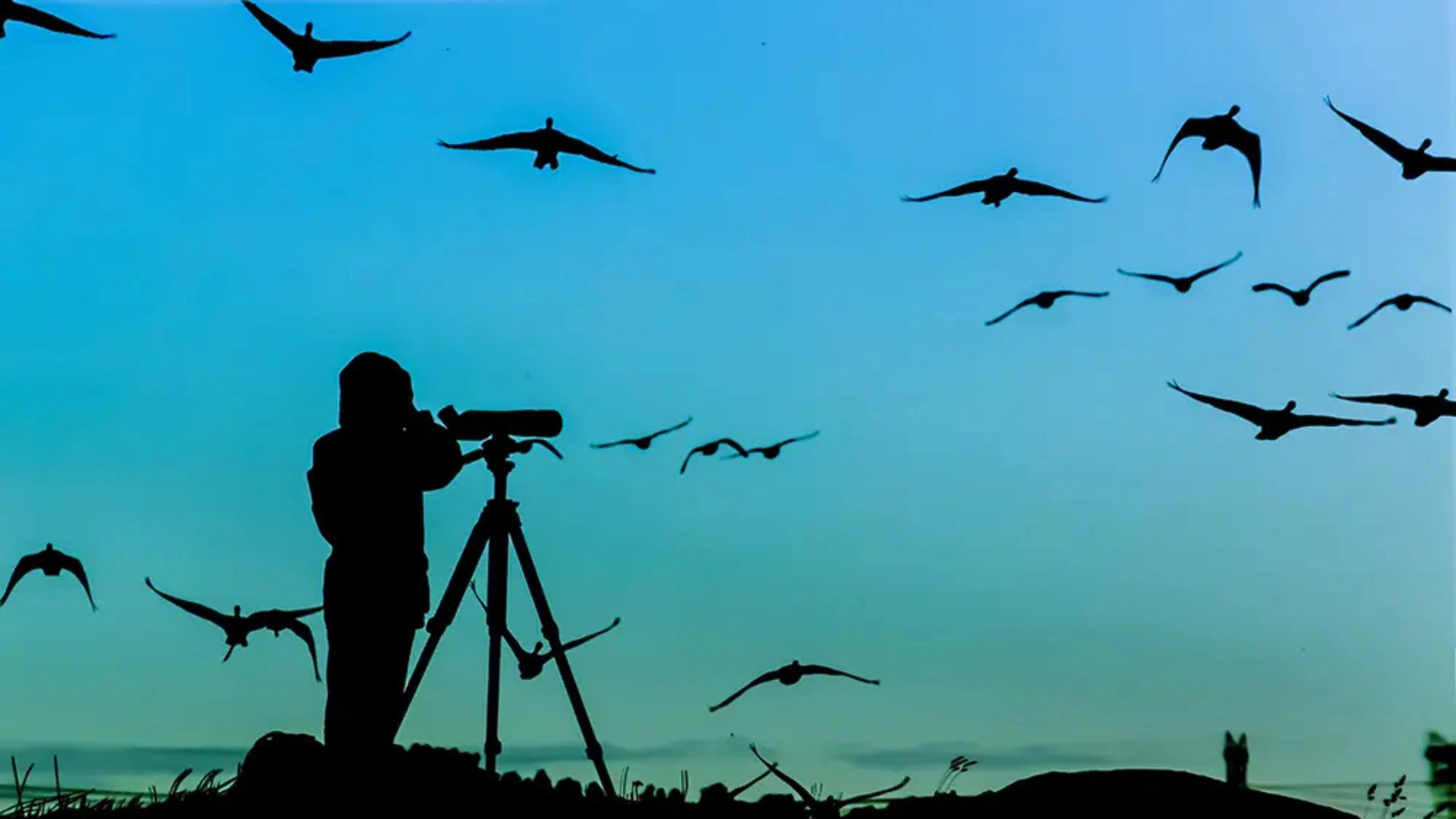 Spiritual Meaning of a Flock of Birds
