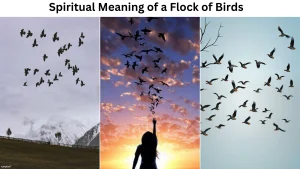 Spiritual Meaning of a Flock of Birds