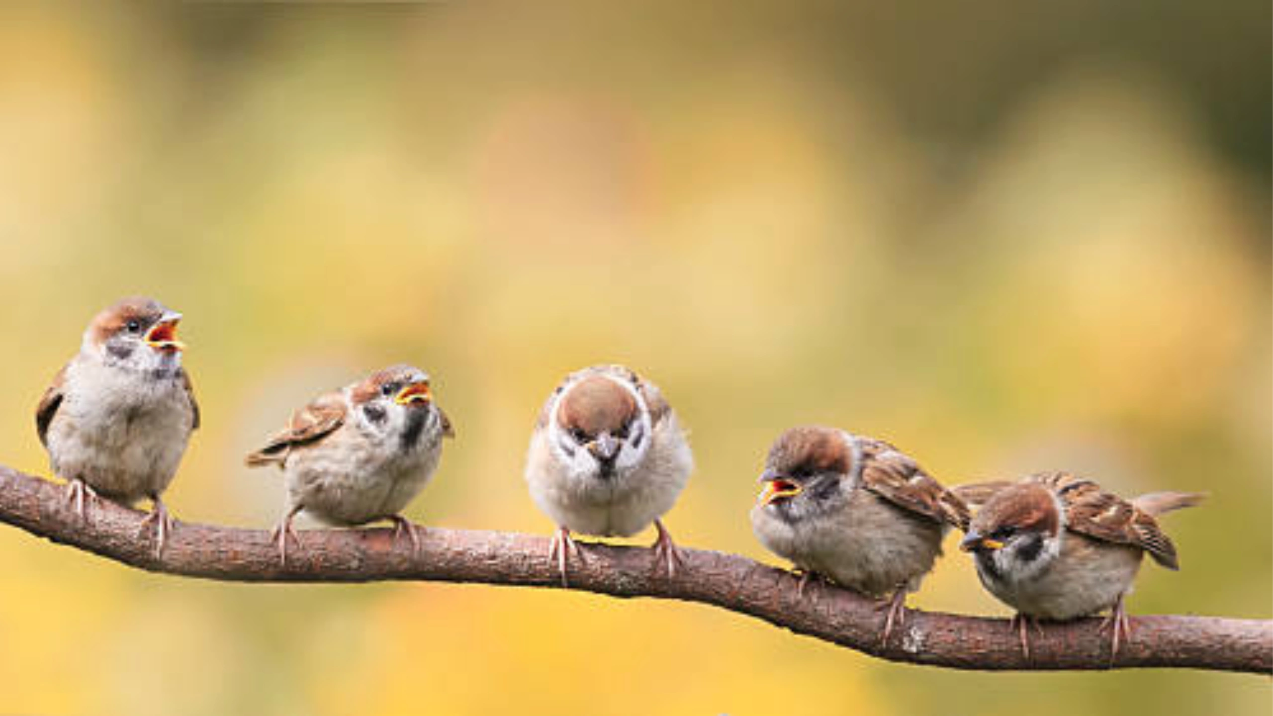 Spiritual Meaning of a Flock of Birds