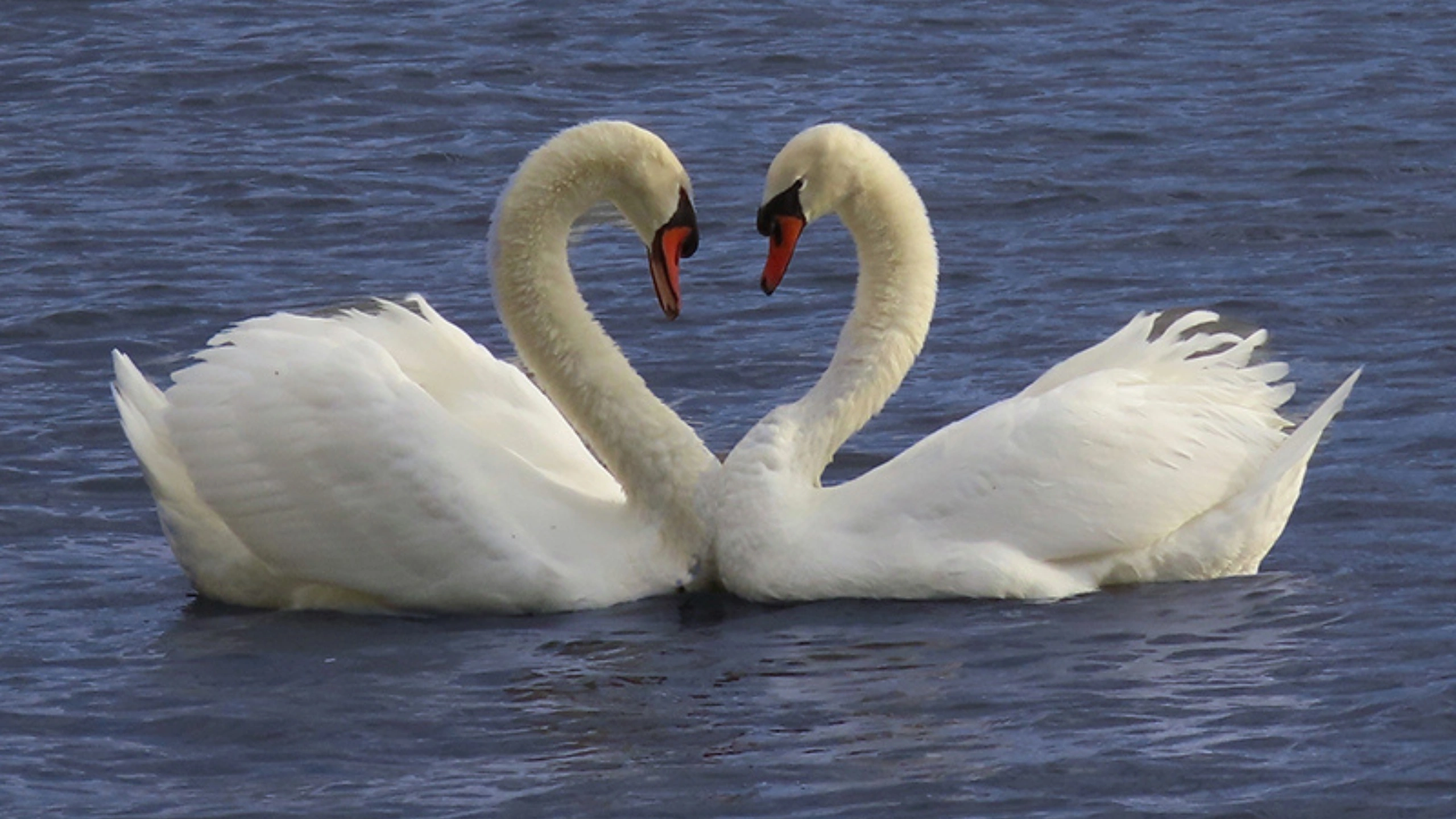 Spiritual Meaning of a Flock of Birds