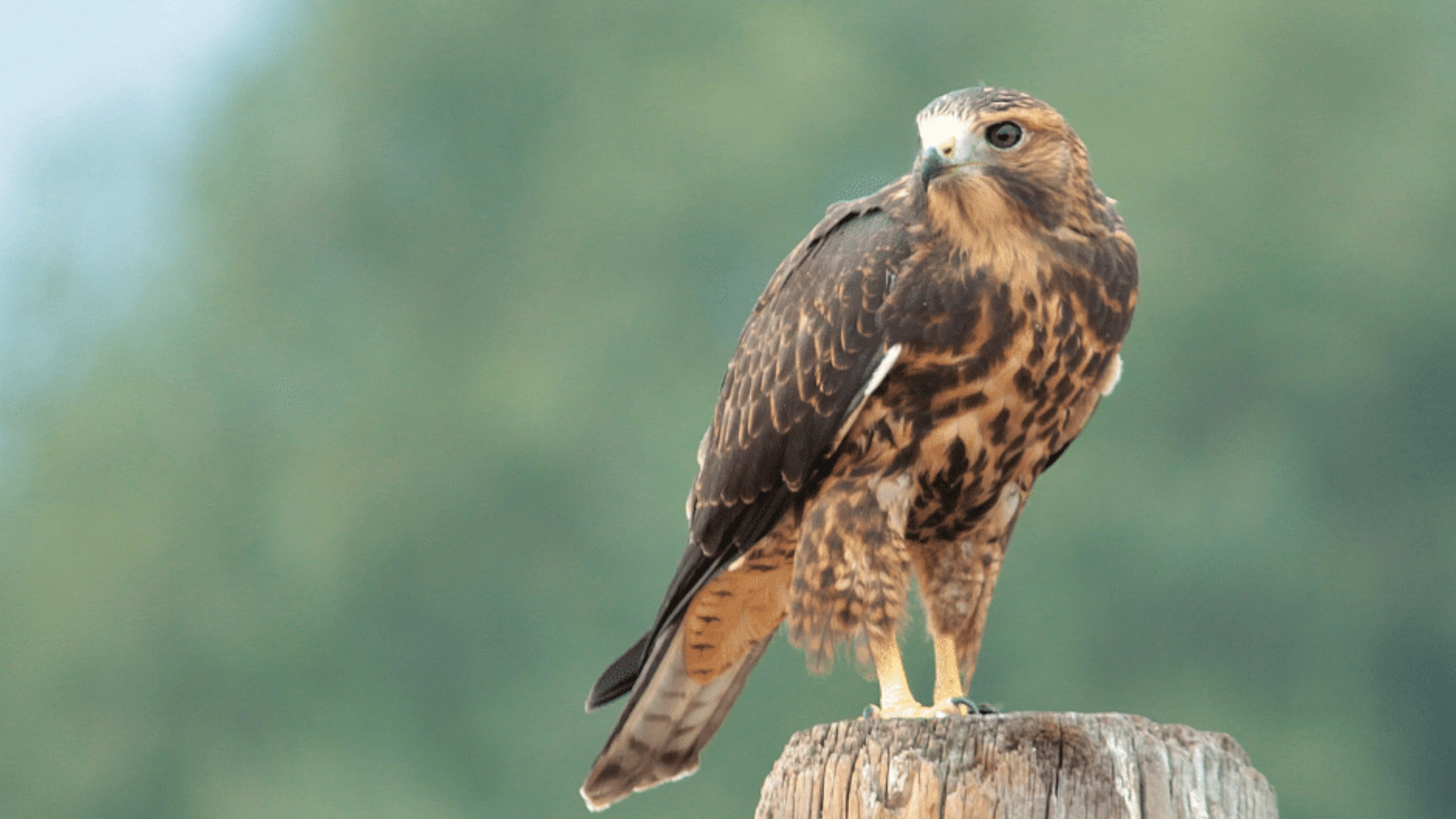 Spiritual Meaning of a Flock of Birds