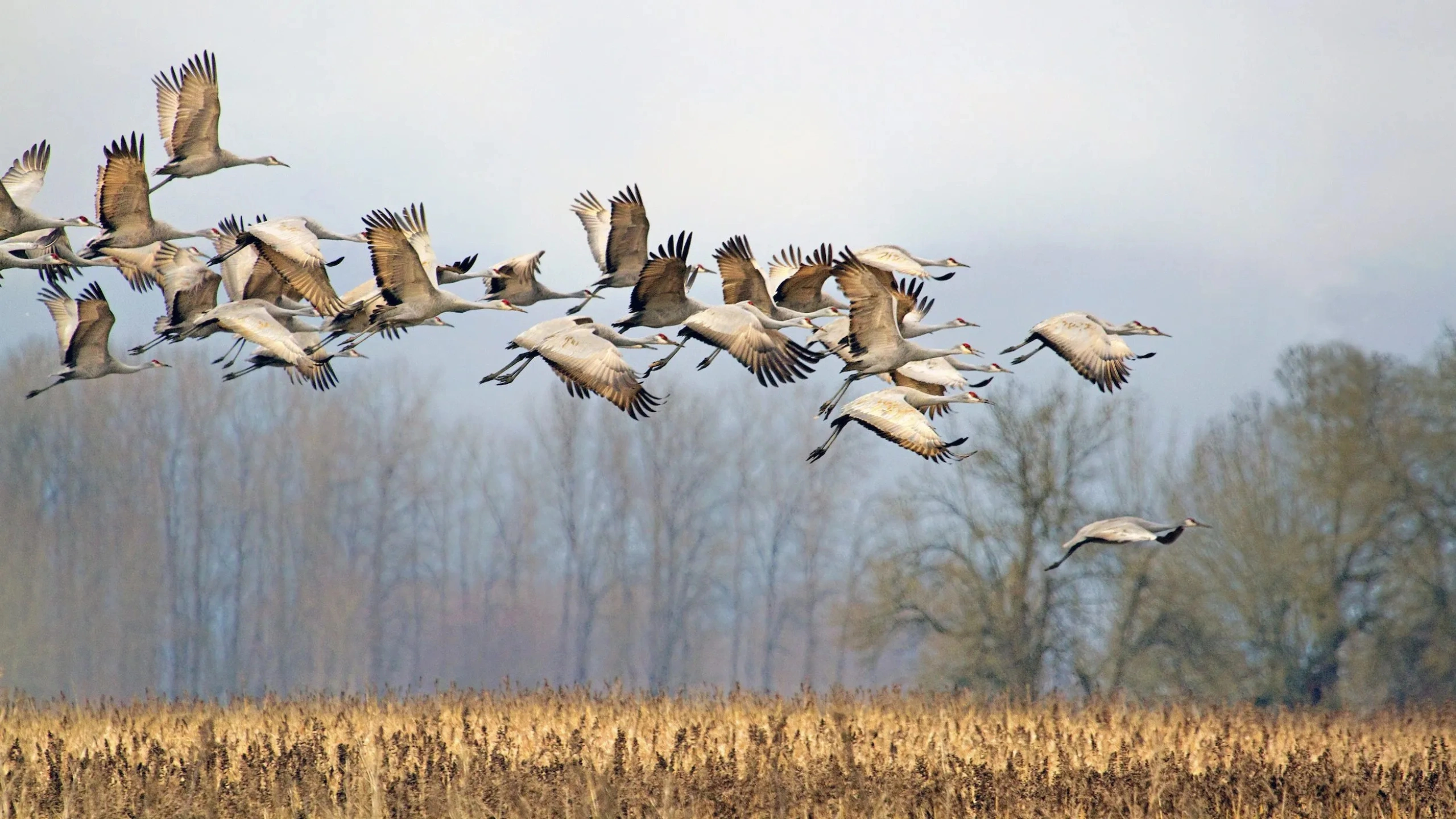 Spiritual Meaning of a Flock of Birds