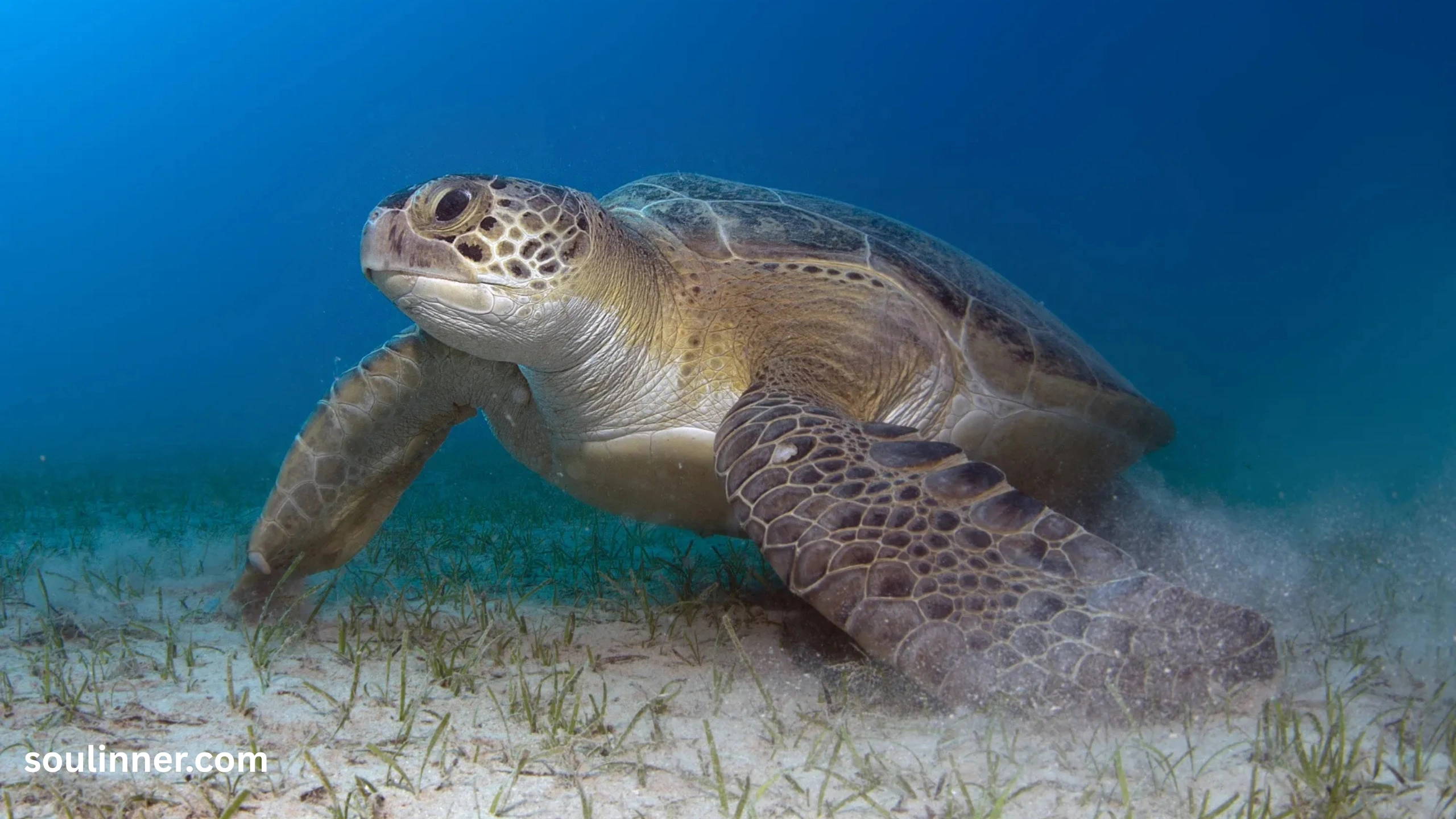 Spiritual Meaning of a Turtle Crossing Your Path