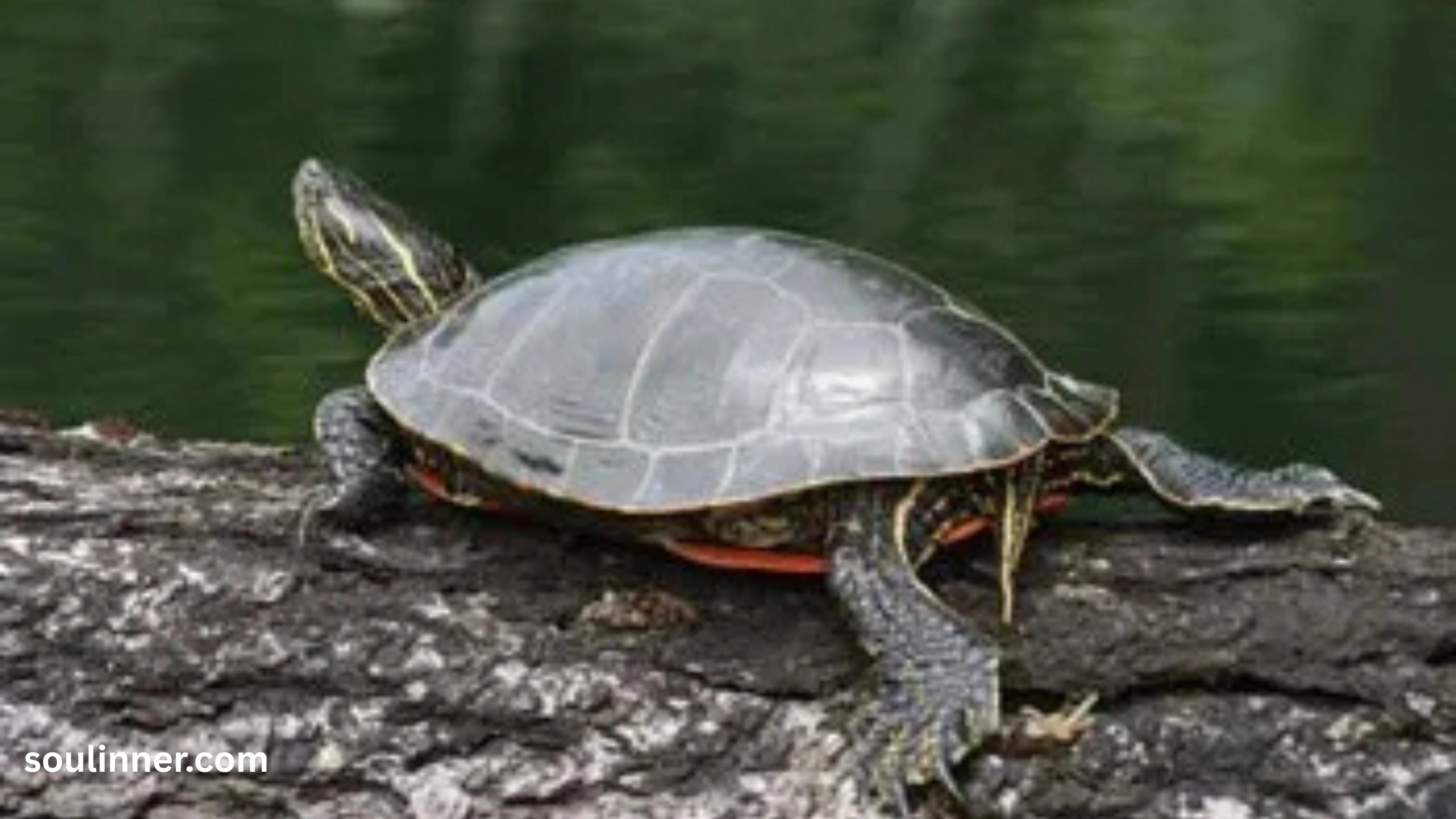 Spiritual Meaning of a Turtle Crossing Your Path