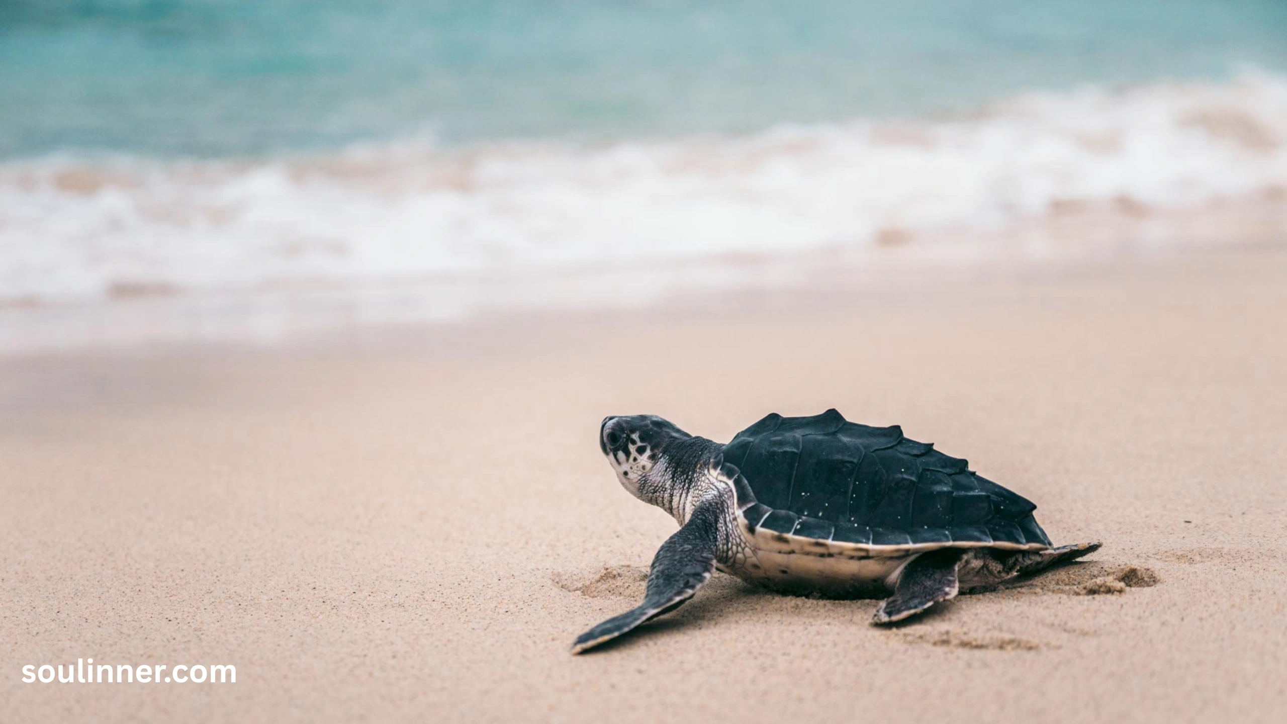 Spiritual Meaning of a Turtle Crossing Your Path