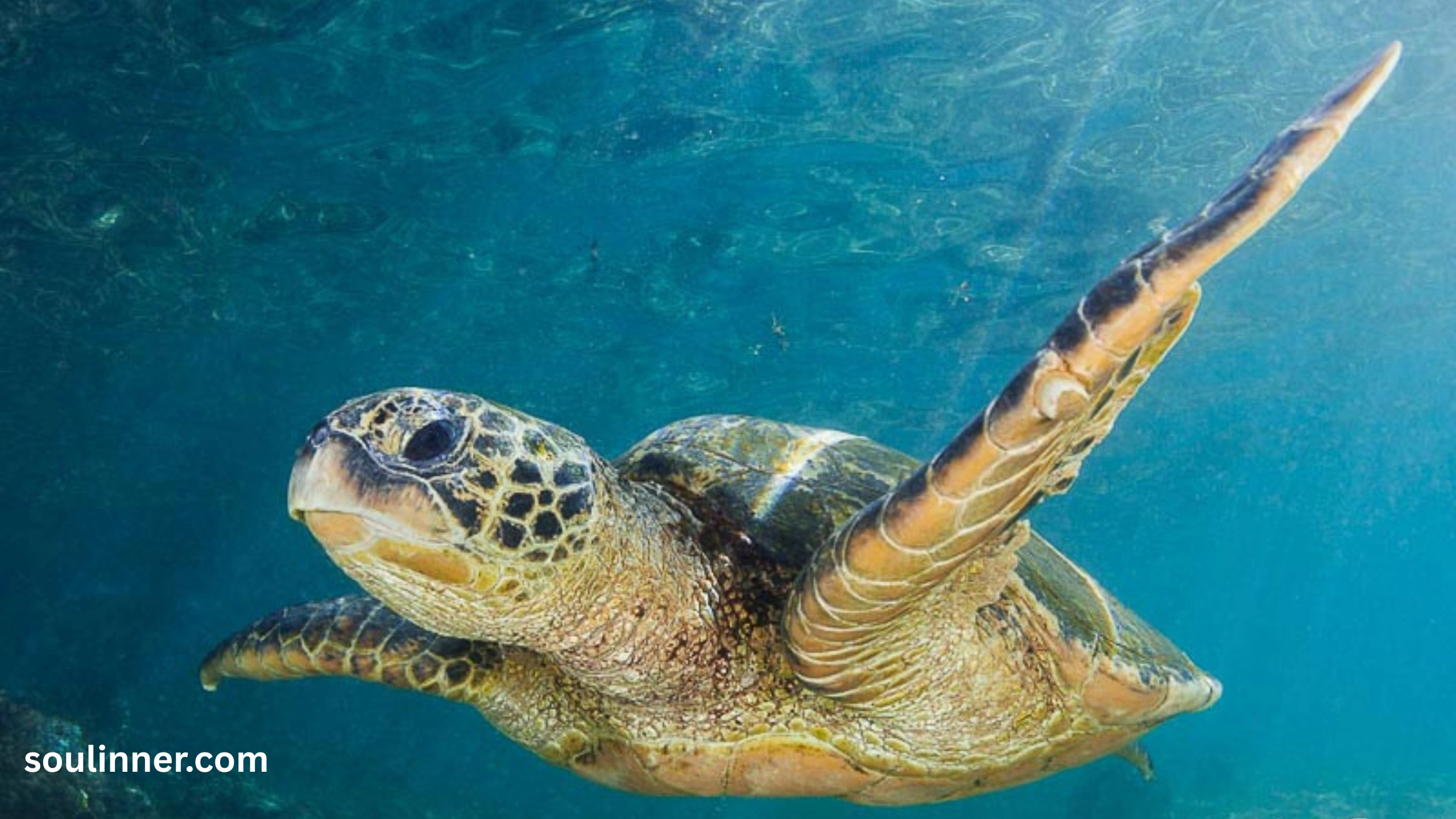 Spiritual Meaning of a Turtle Crossing Your Path