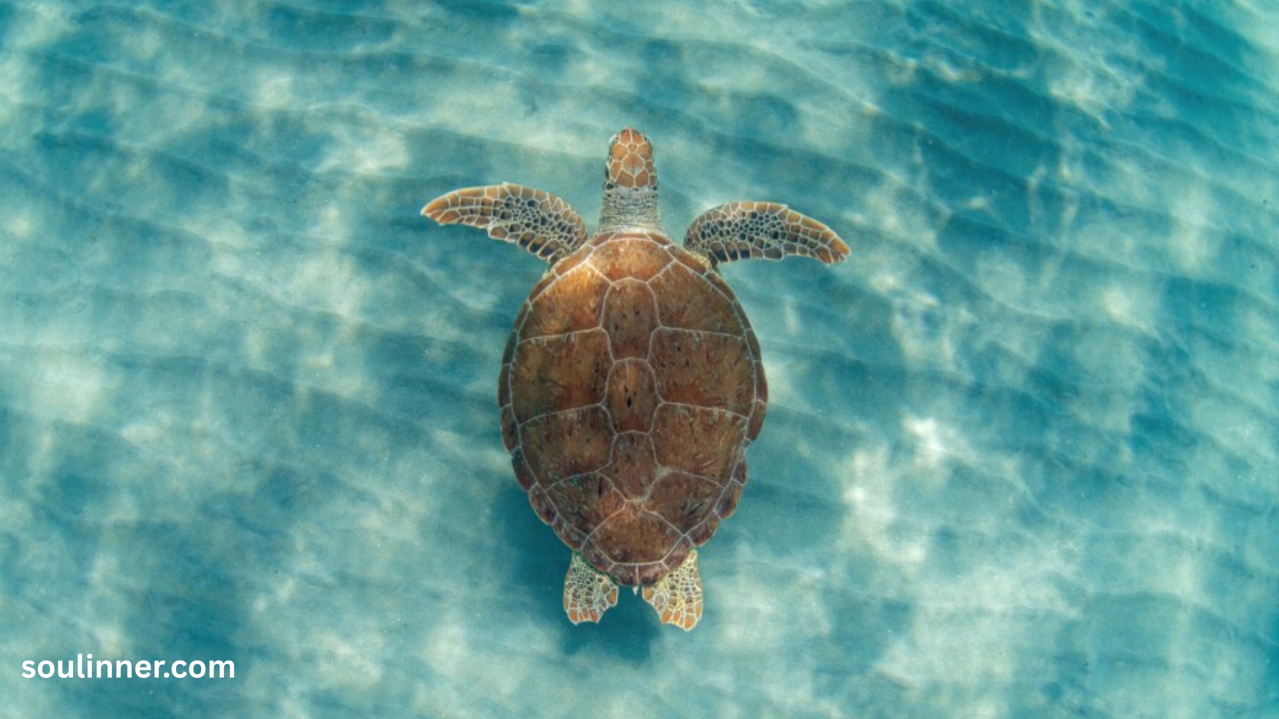 Spiritual Meaning of a Turtle Crossing Your Path
