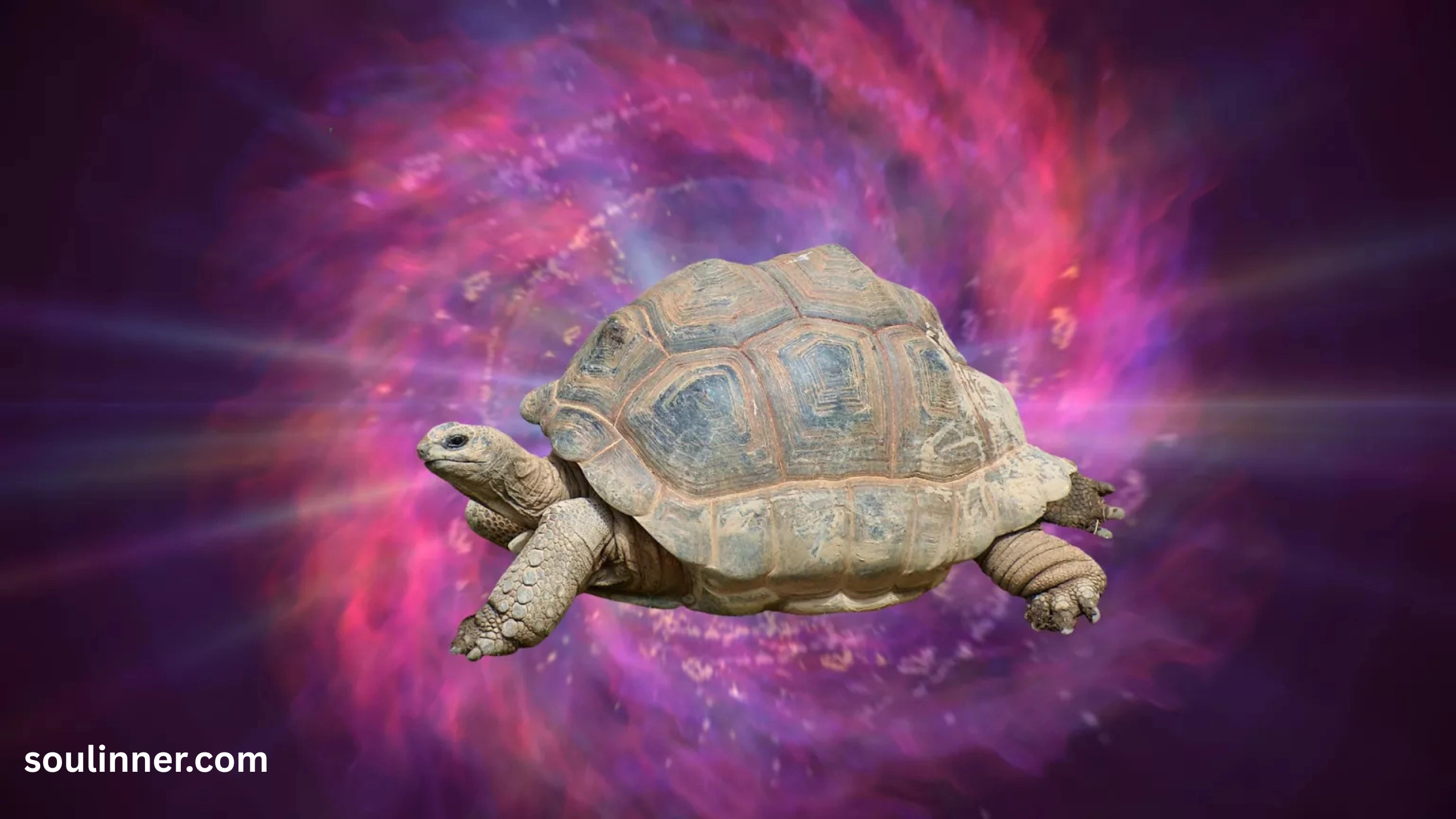 Spiritual Meaning of a Turtle Crossing Your Path