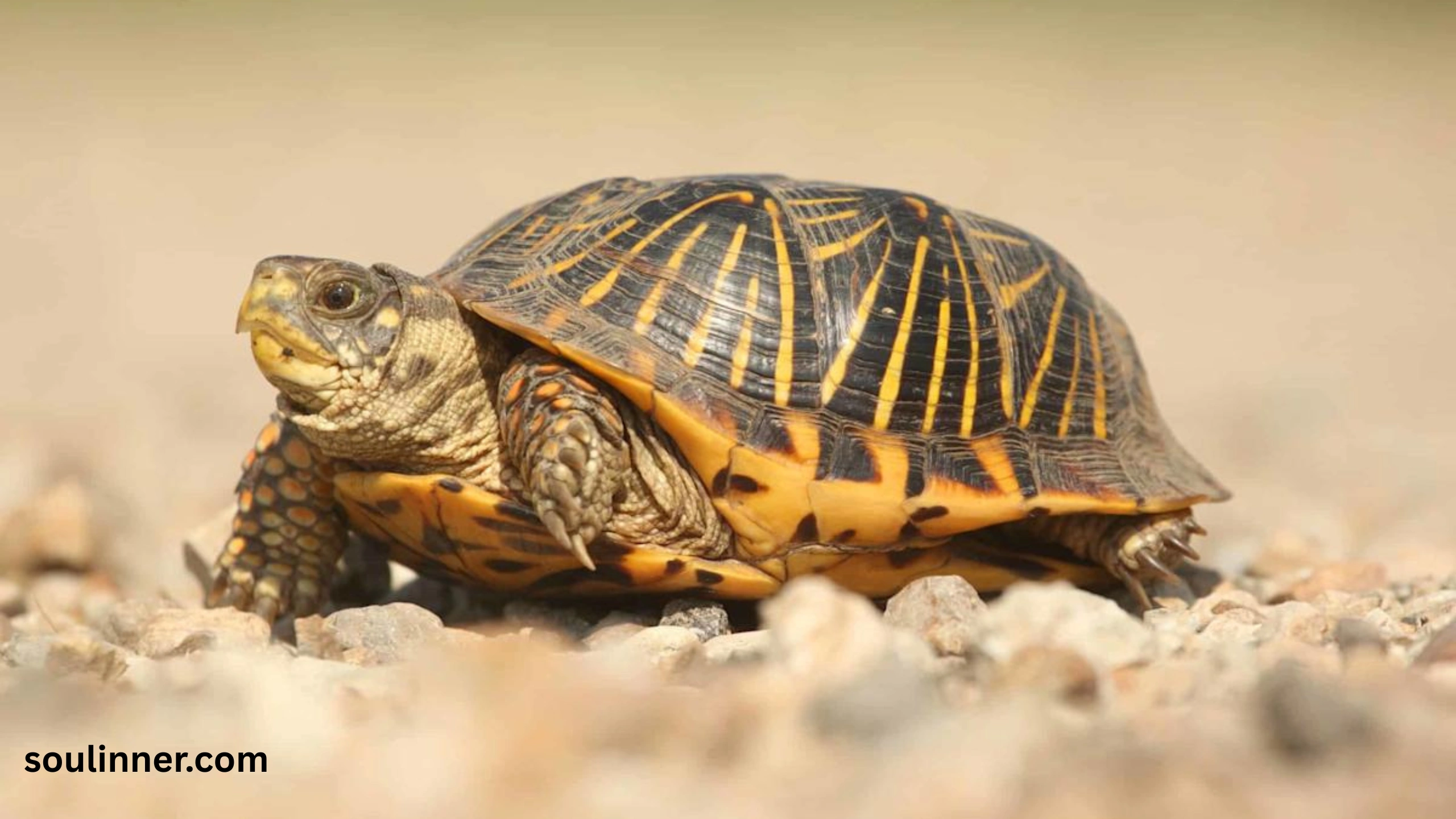 Spiritual Meaning of a Turtle Crossing Your Path