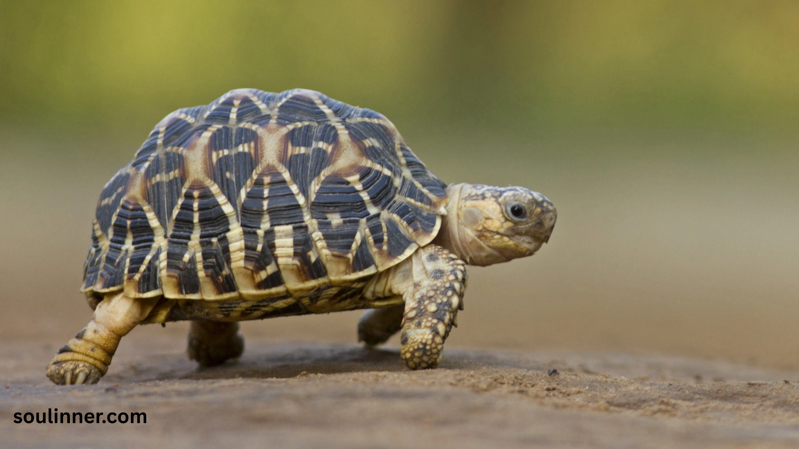 Spiritual Meaning of a Turtle Crossing Your Path