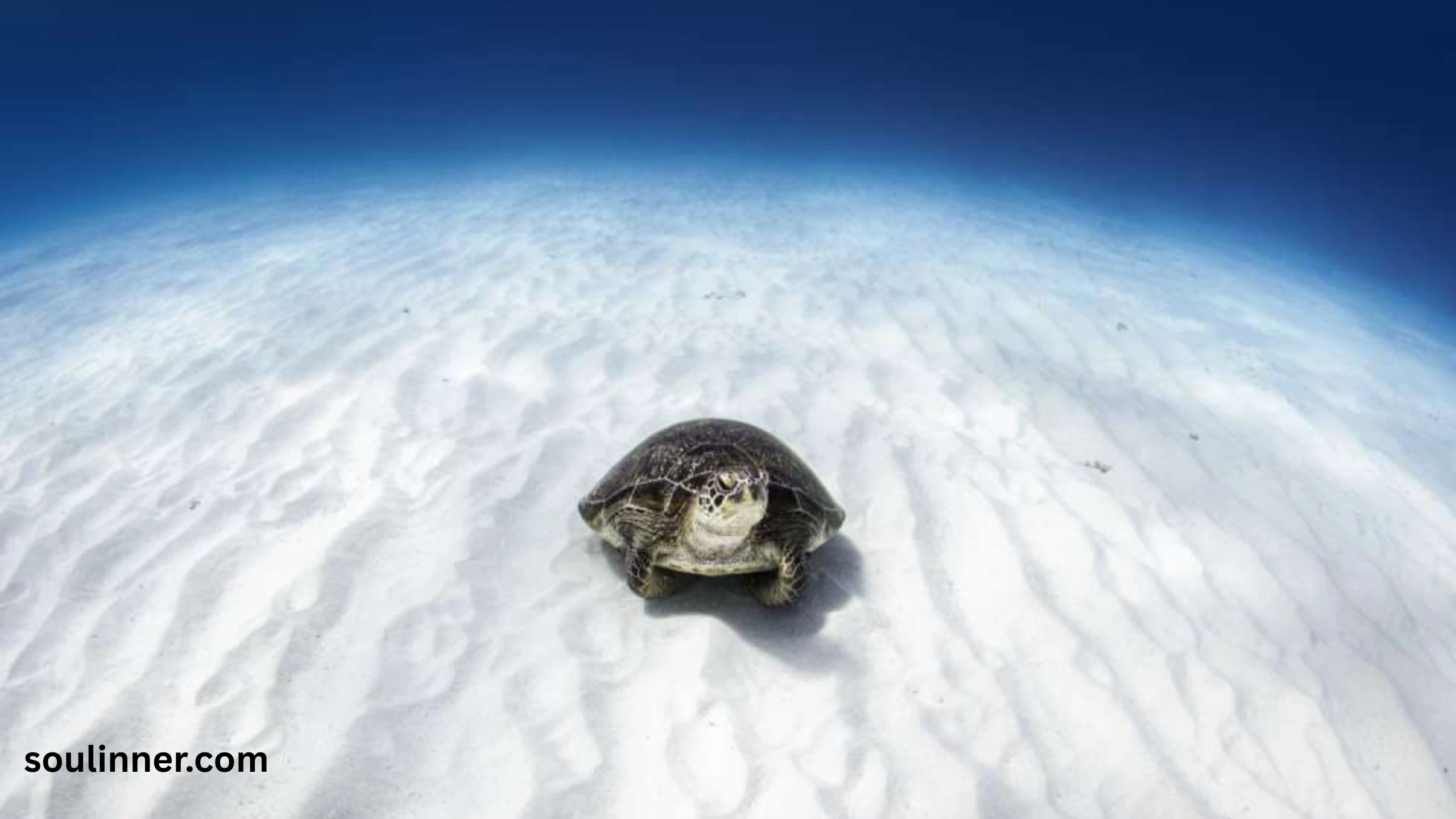 Spiritual Meaning of a Turtle Crossing Your Path