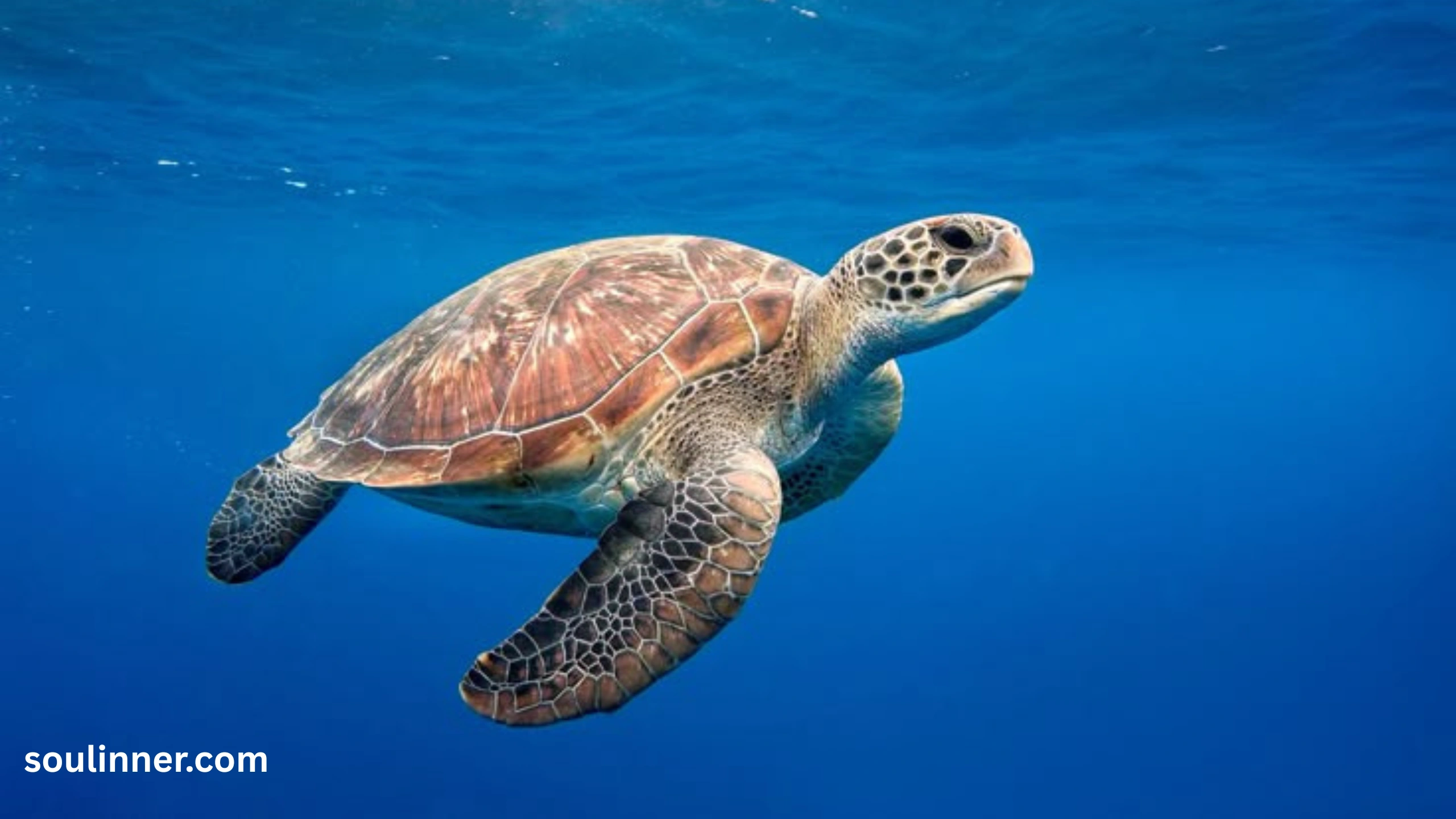 Spiritual Meaning of a Turtle Crossing Your Path