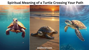 Spiritual Meaning of a Turtle Crossing Your Path