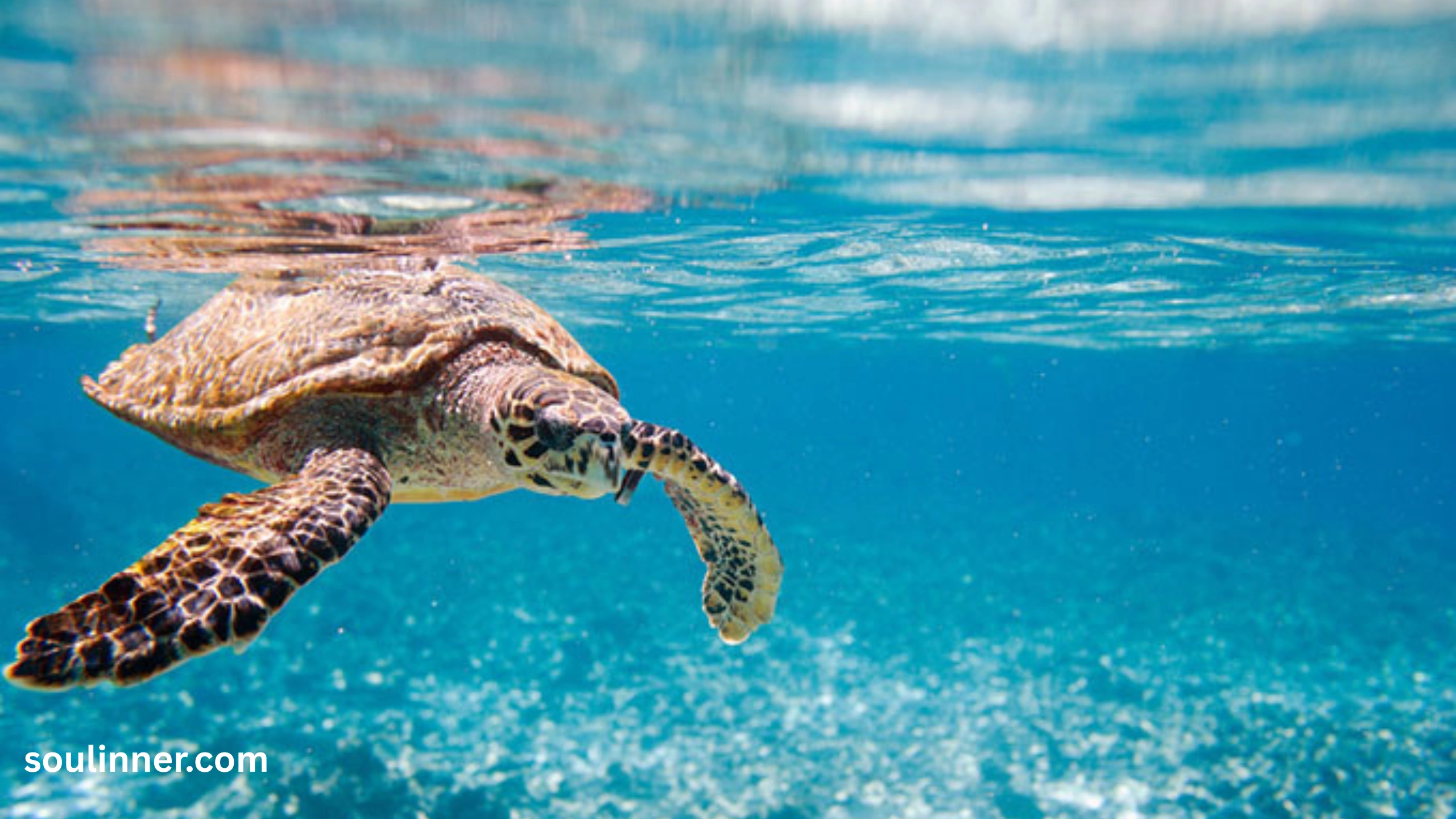 Spiritual Meaning of a Turtle Crossing Your Path