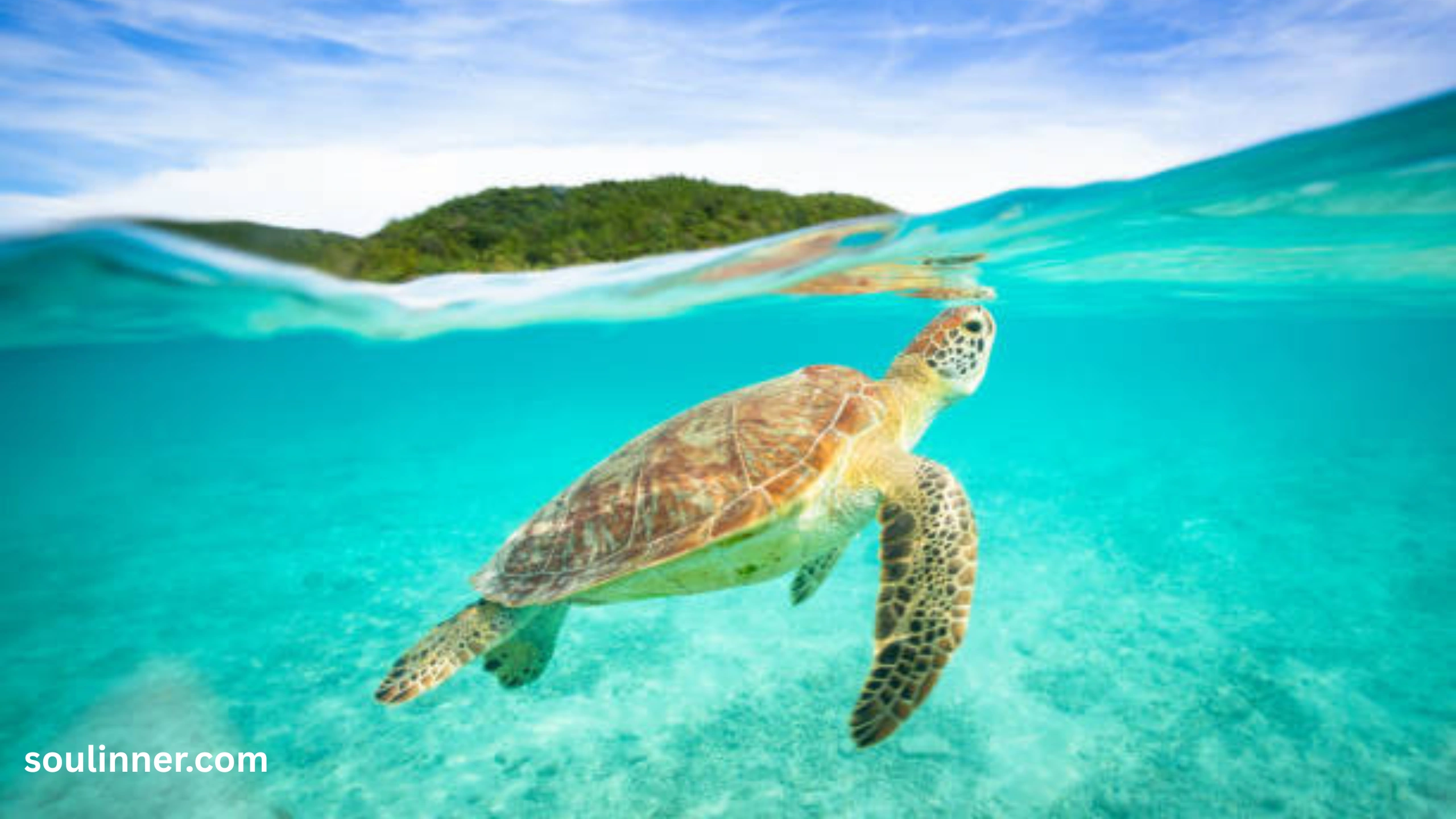 Spiritual Meaning of a Turtle Crossing Your Path