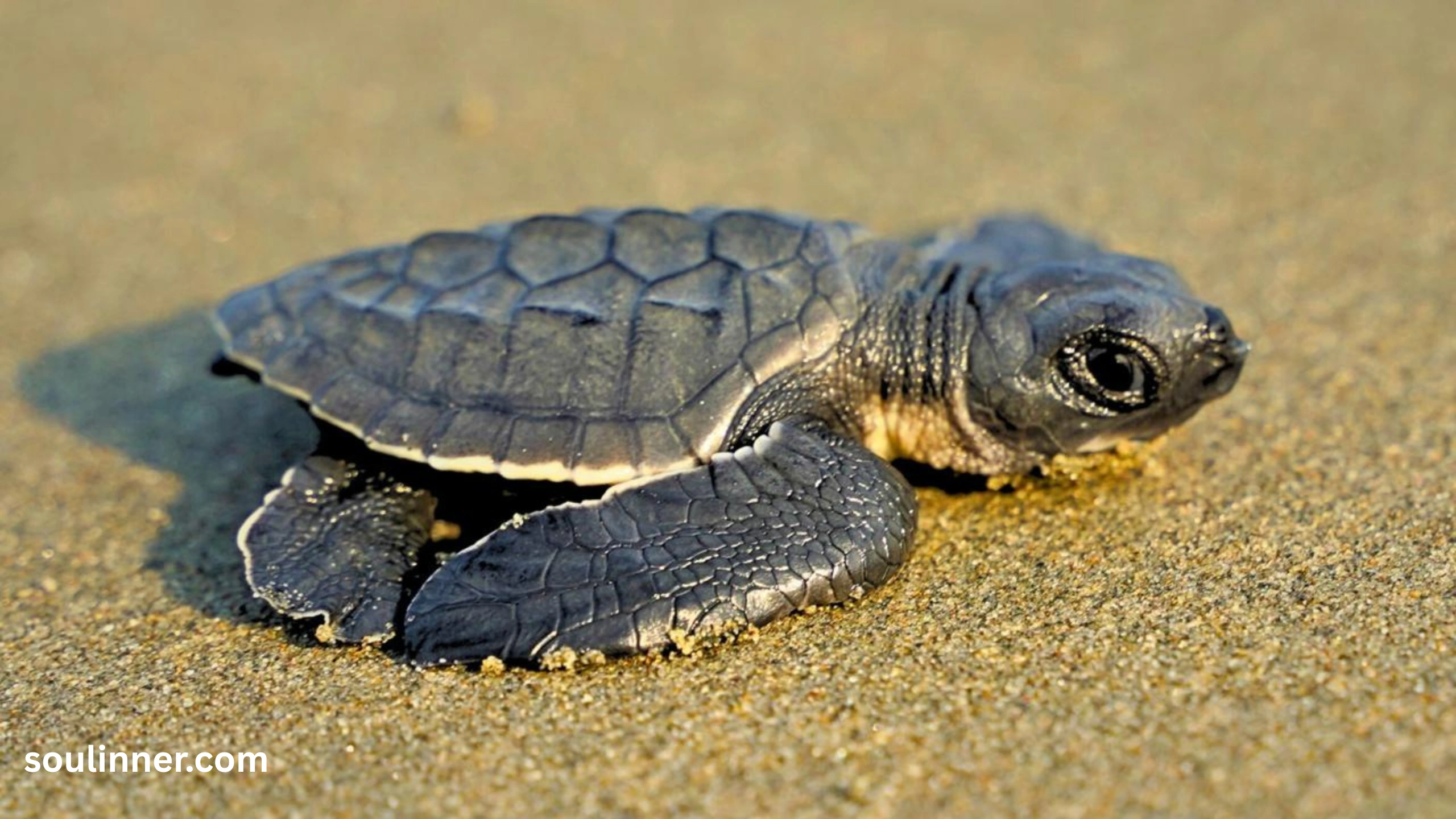 Spiritual Meaning of a Turtle Crossing Your Path