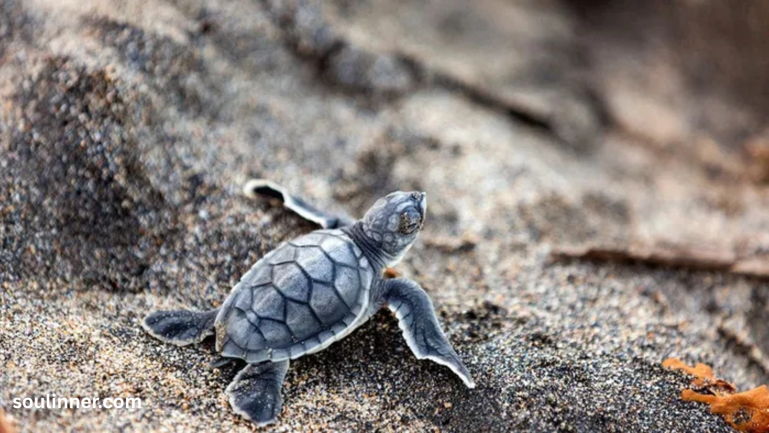 Spiritual Meaning of a Turtle Crossing Your Path
