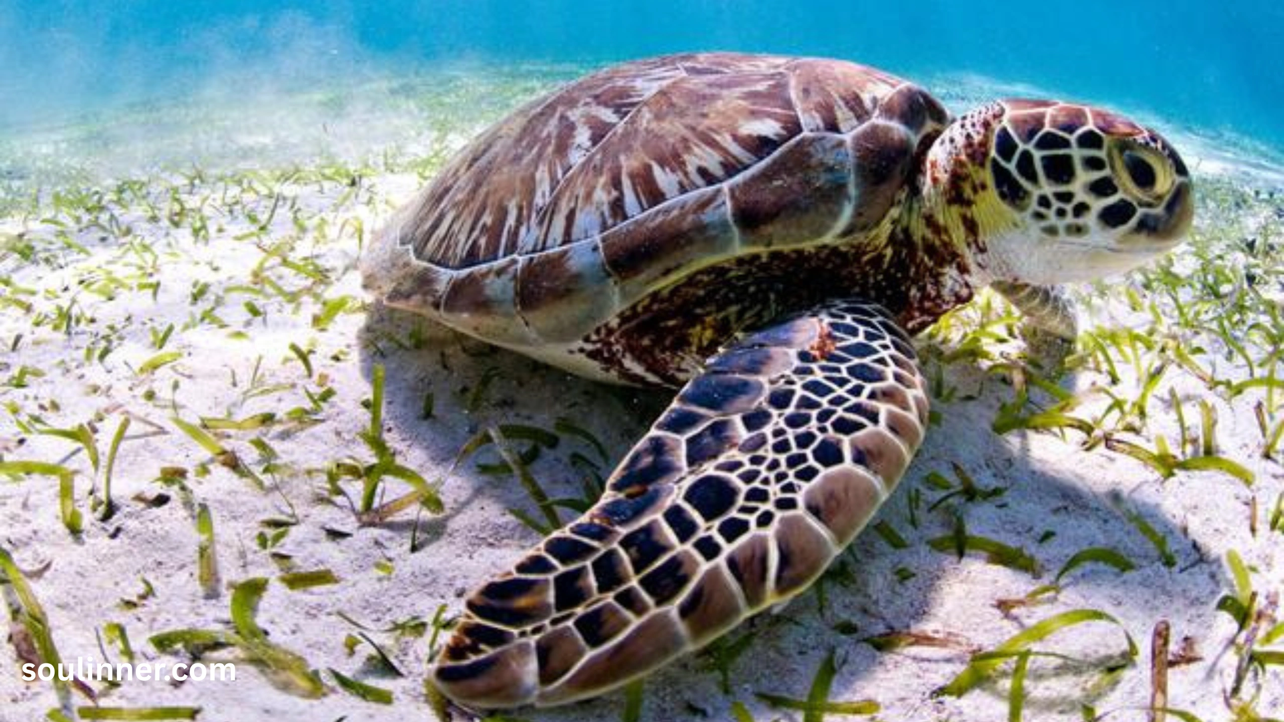 Spiritual Meaning of a Turtle Crossing Your Path