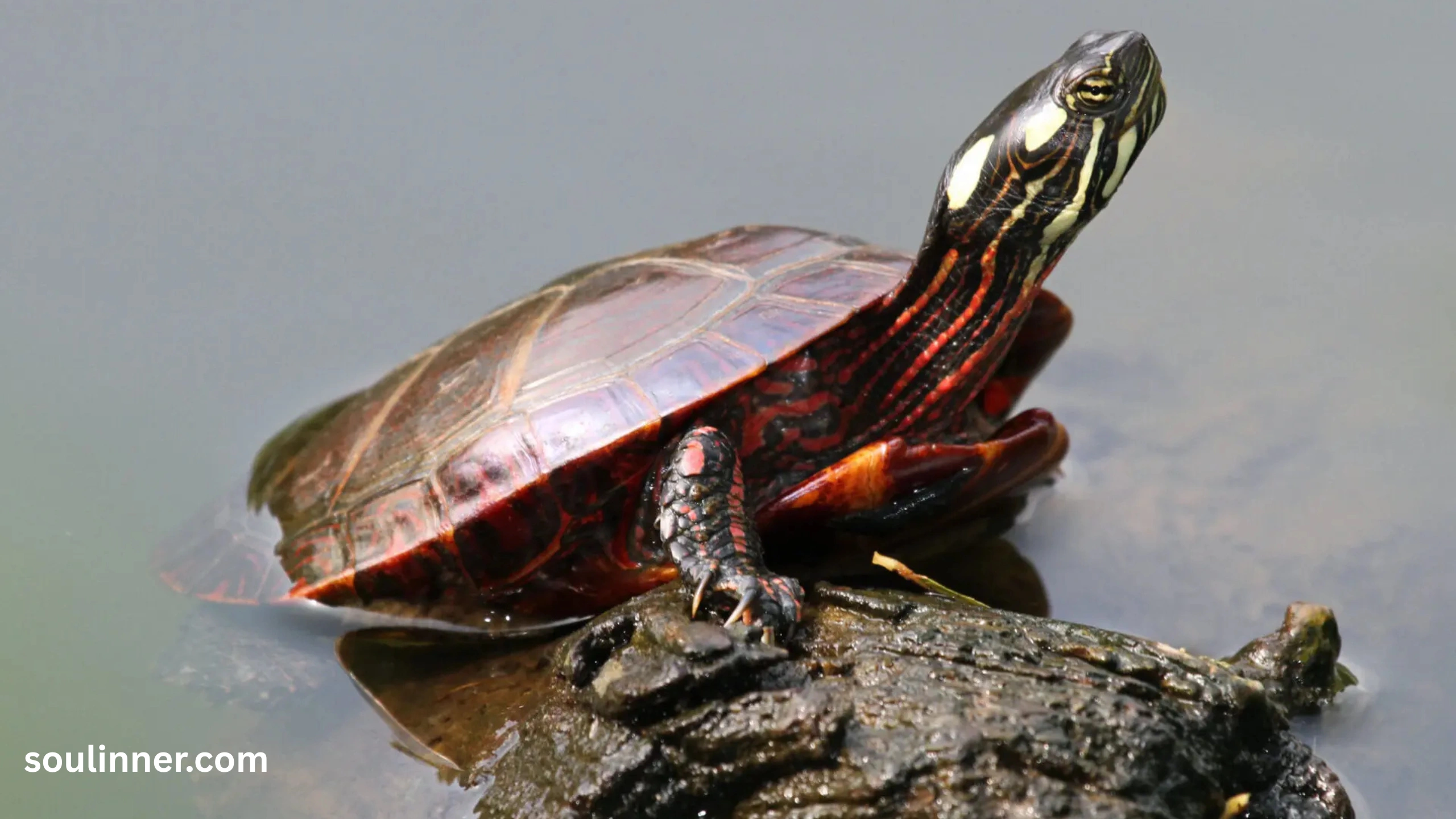 Spiritual Meaning of a Turtle Crossing Your Path